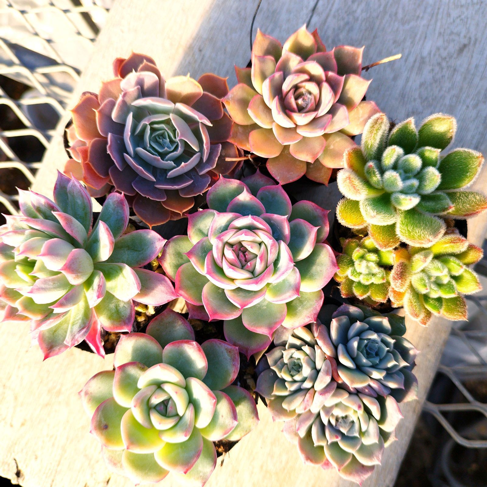 多肉植物 エケベリア 7種セット dy10 抜き苗 - メルカリ