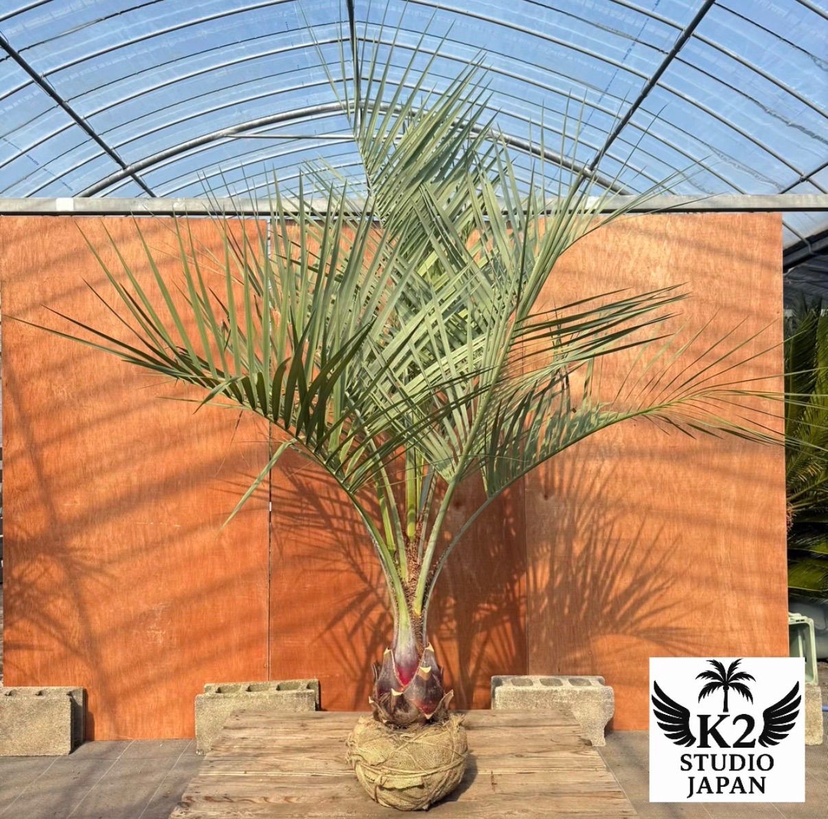 お庭がリゾートに🌴ココスヤシ【幹太60cm／葉先190cm】シルバーリーフ