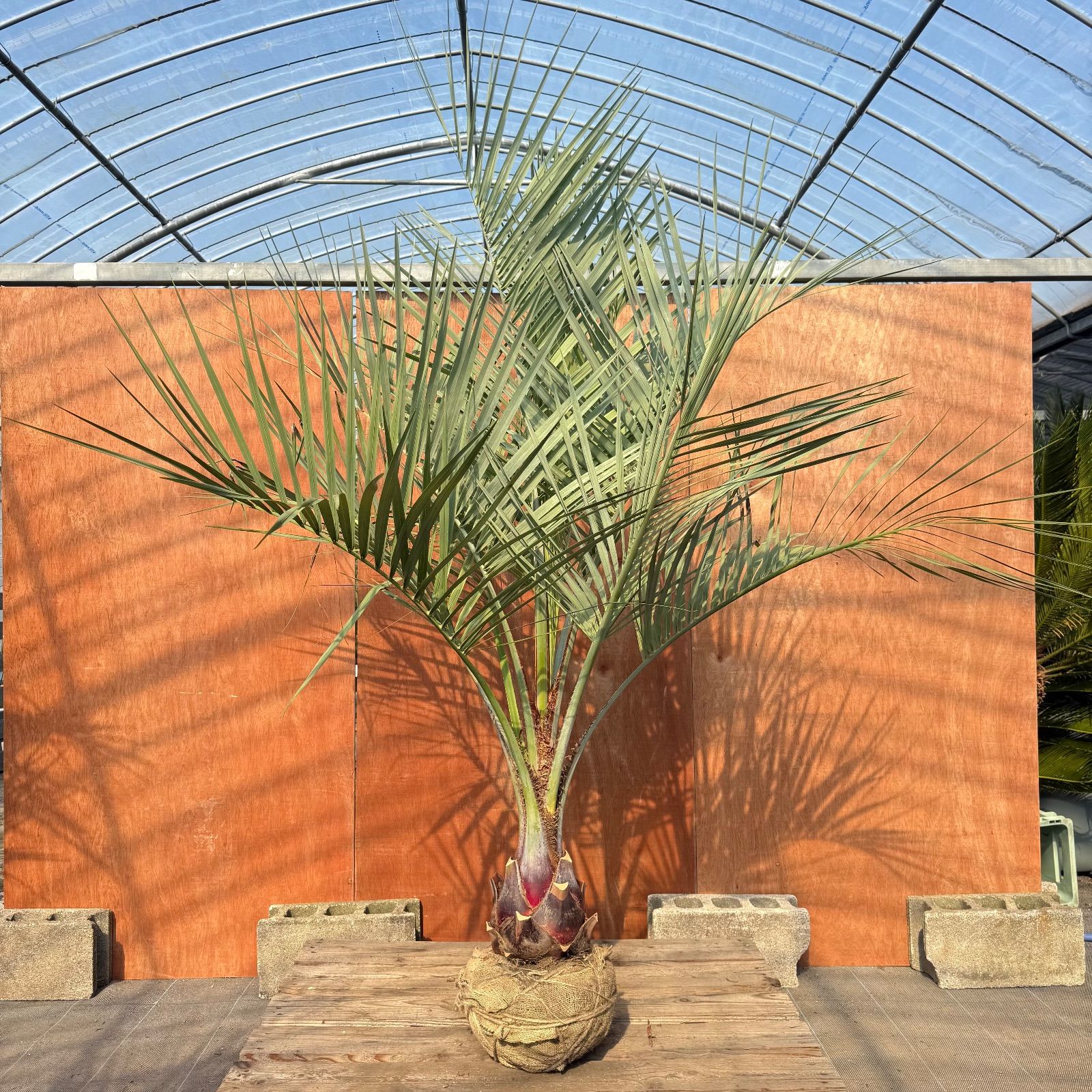 送料込み　ココスヤシ シルバーリーフ　サイズ大　幹太　形状良 庭木　現品 お庭がリゾートに🌴ココスヤシ【幹太60cm／葉先190cm】シルバーリーフ