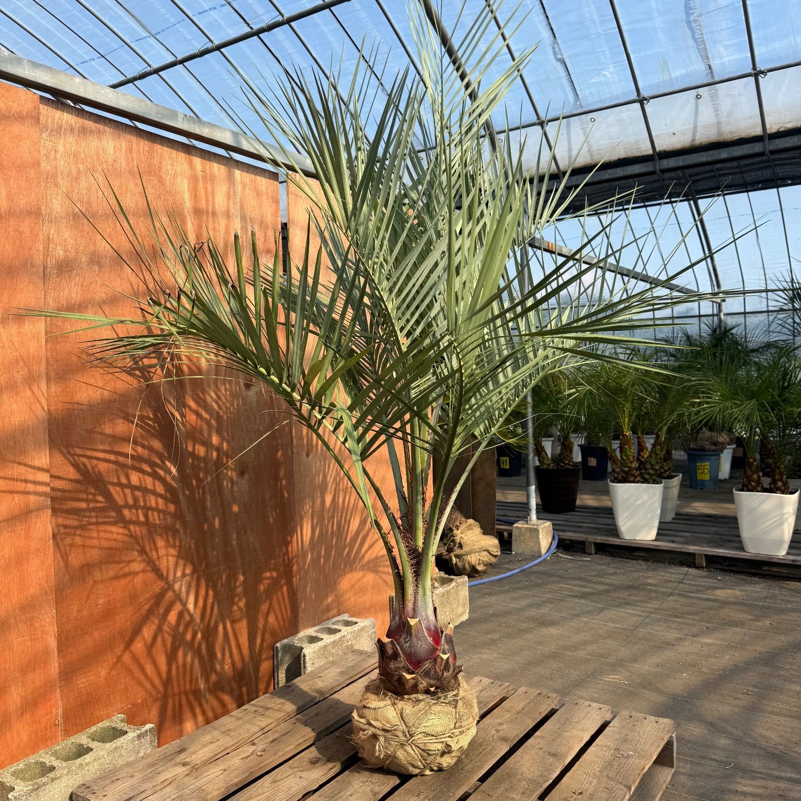 お庭がリゾートに🌴ココスヤシ【幹太60cm／葉先190cm】シルバーリーフ