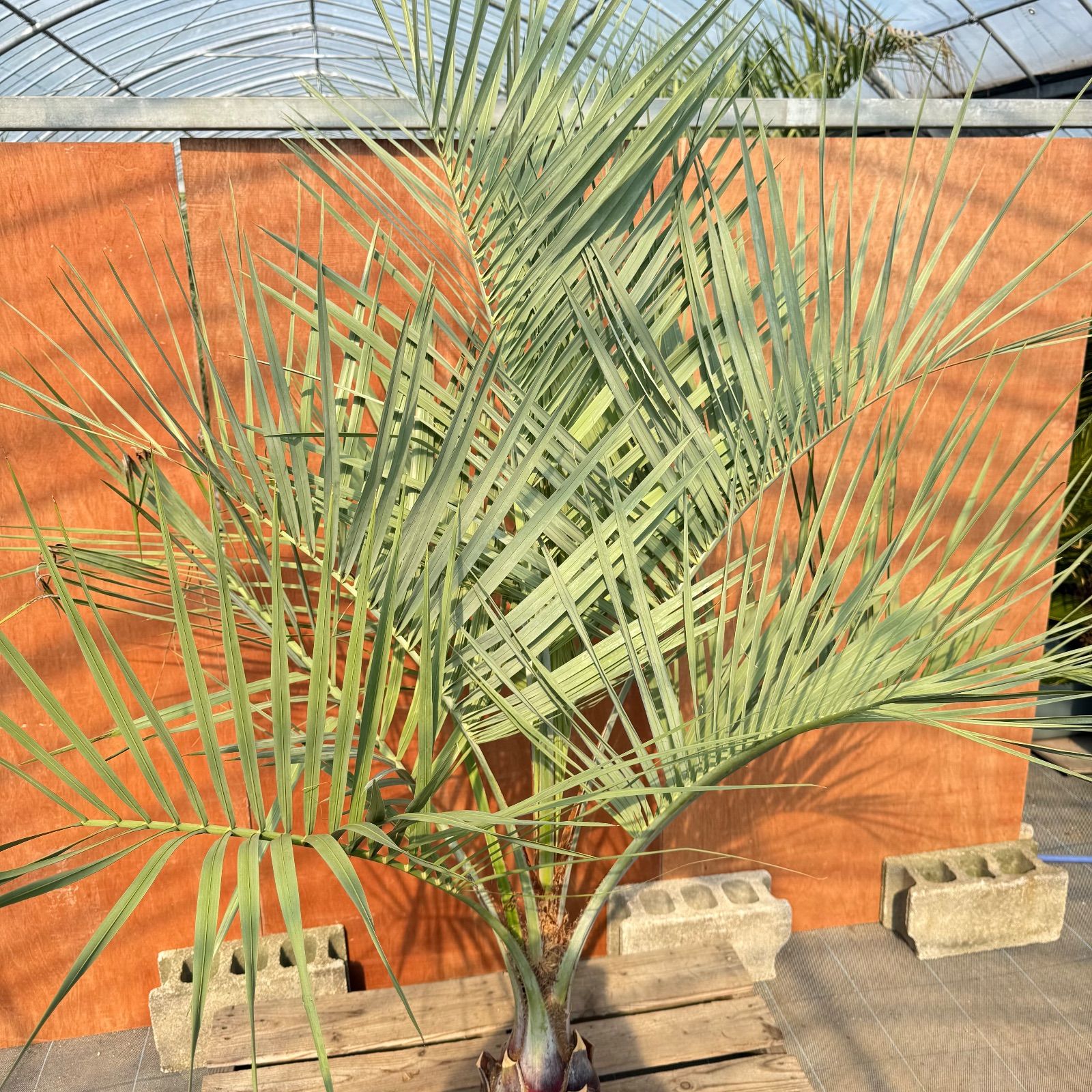 ココスヤシ　双子株立シルバーリーフ 【配送・植え込み対応OK！引き取りも大歓迎】 ココスヤシ 双子株立シルバーリーフ 【配送・植え込み対応OK！引き取り