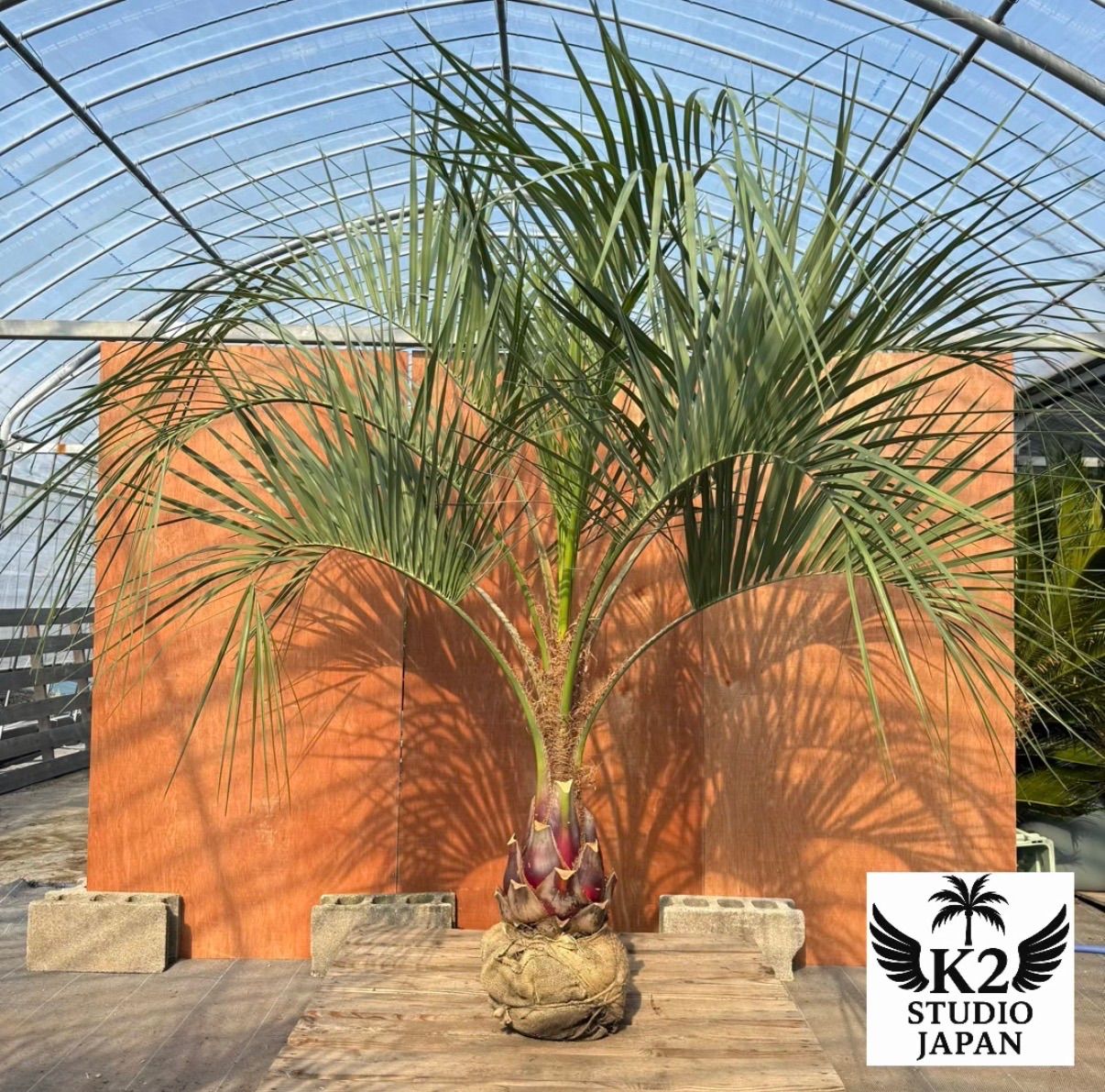 M*ん様 ココスヤシシルバーリーフ【極太】葉先200cm幹回り80cm 幹高30 ココスヤシシルバーリーフ【極太‼️】葉先200cm幹回り80cm 幹高30cm