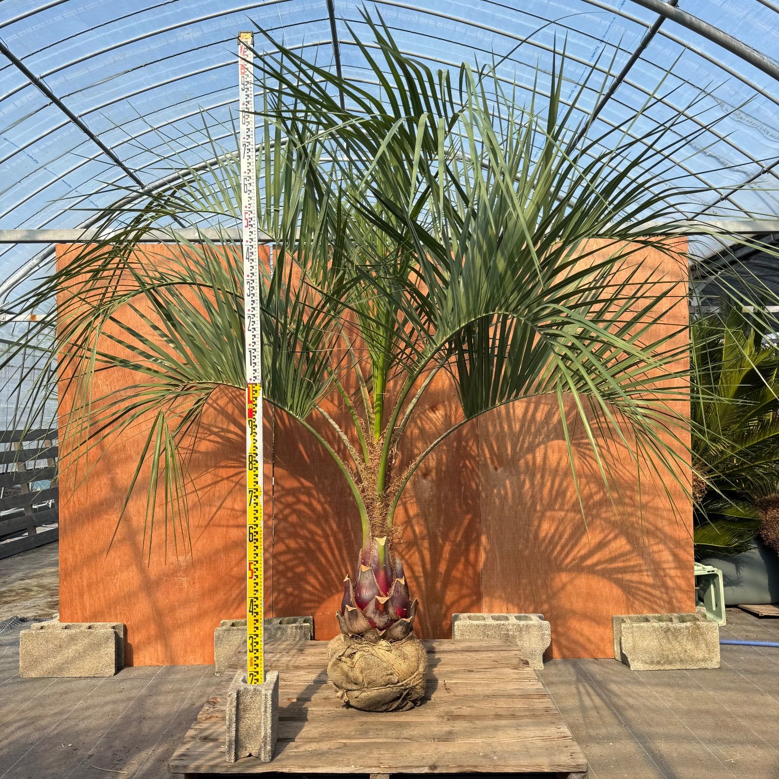 ココスヤシ　双子株立シルバーリーフ 【配送・植え込み対応OK！引き取りも大歓迎】 ココスヤシ 双子株立シルバーリーフ 【配送・植え込み対応OK！引き取り