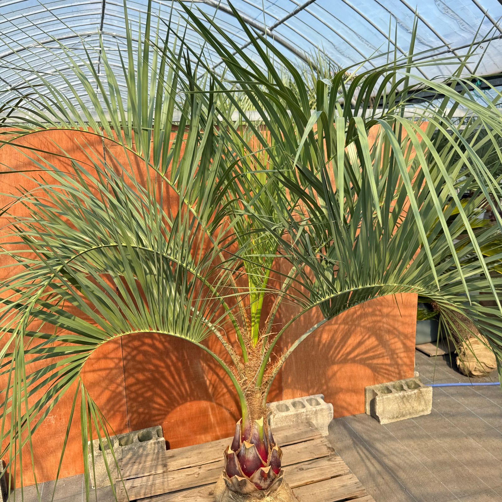 お庭がリゾートに🌴ココスヤシ【幹太80cm／葉先200cm】シルバーリーフ