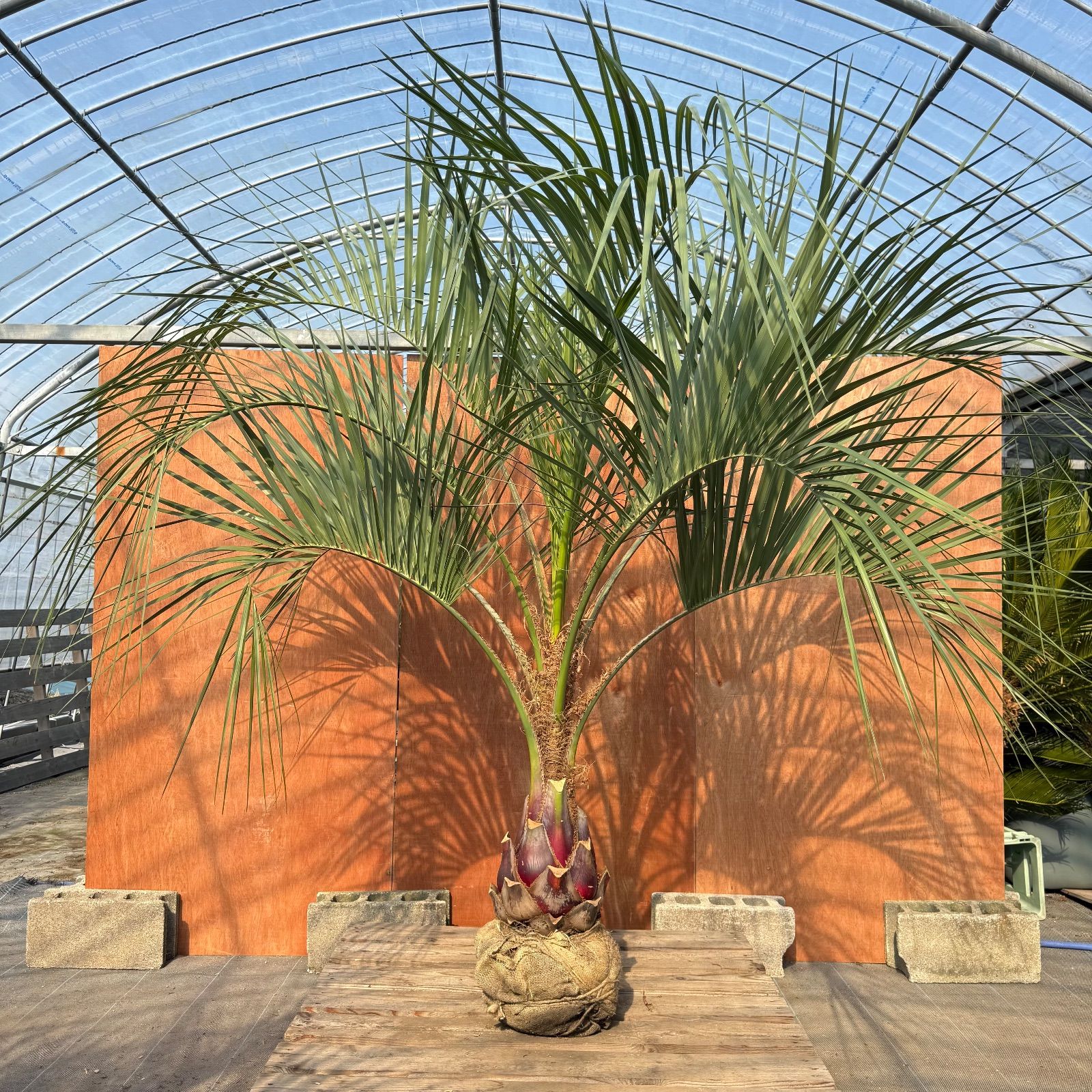 お庭がリゾートに🌴ココスヤシ【幹太80cm／葉先200cm】シルバーリーフ