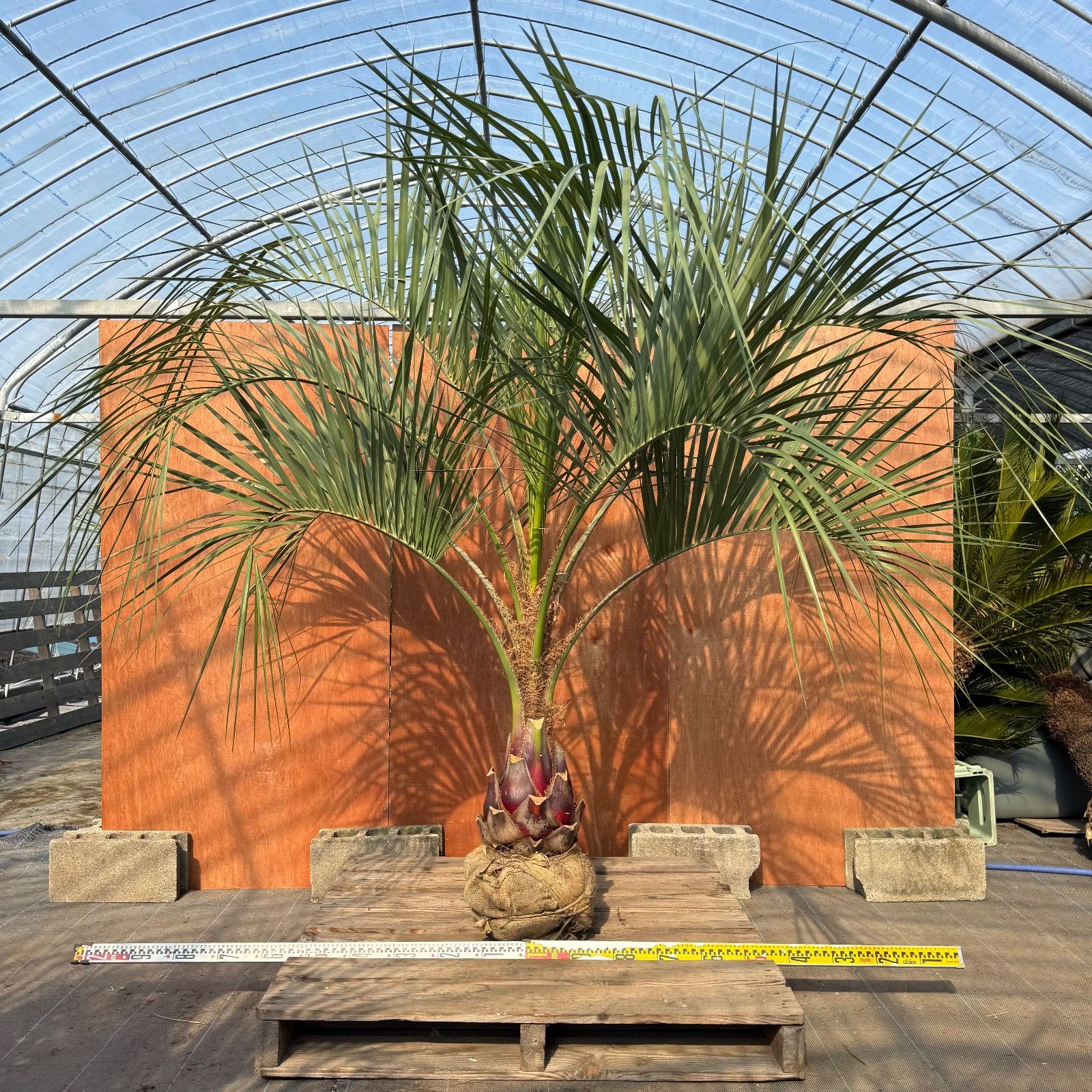 お庭がリゾートに🌴ココスヤシ【幹太80cm／葉先200cm】シルバーリーフ