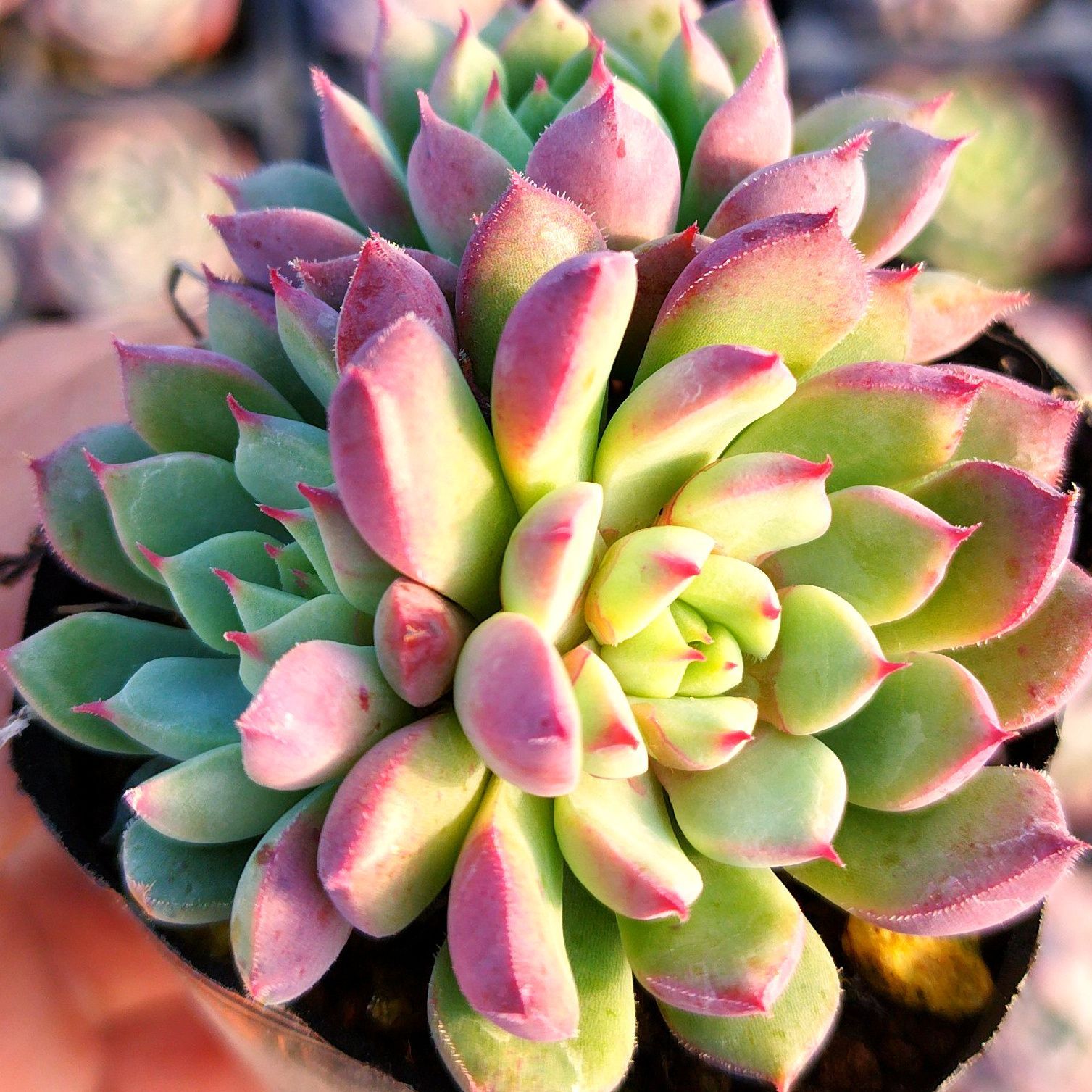 多肉植物 エケベリア コロラータタパルパ✕セトーサミノール 実生 抜き