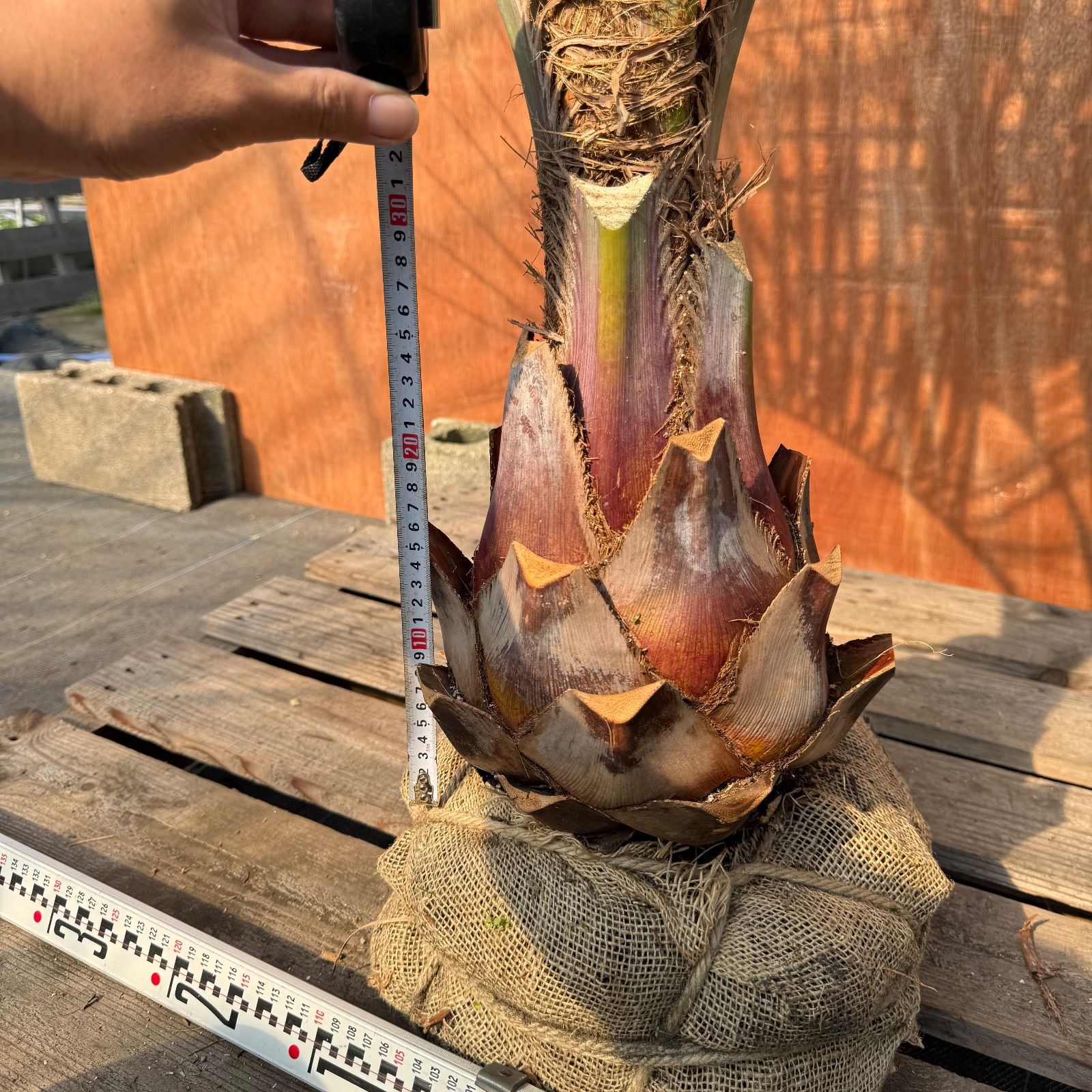 お庭がリゾートにココスヤシ【幹太60cm／葉先200cm】シルバーリーフ