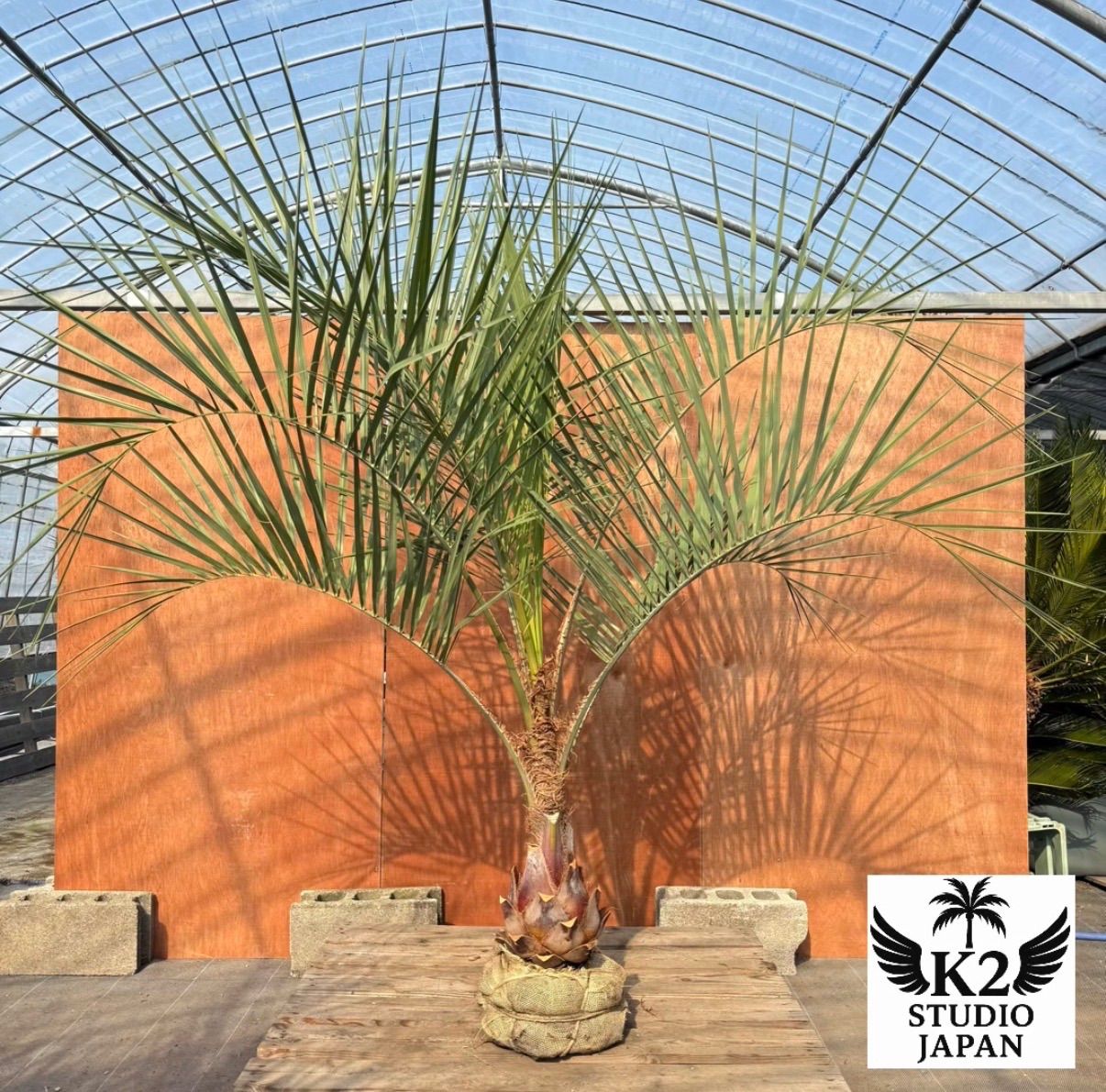 お庭がリゾートに🌴ココスヤシ【幹太60cm／葉先200cm】シルバーリーフ