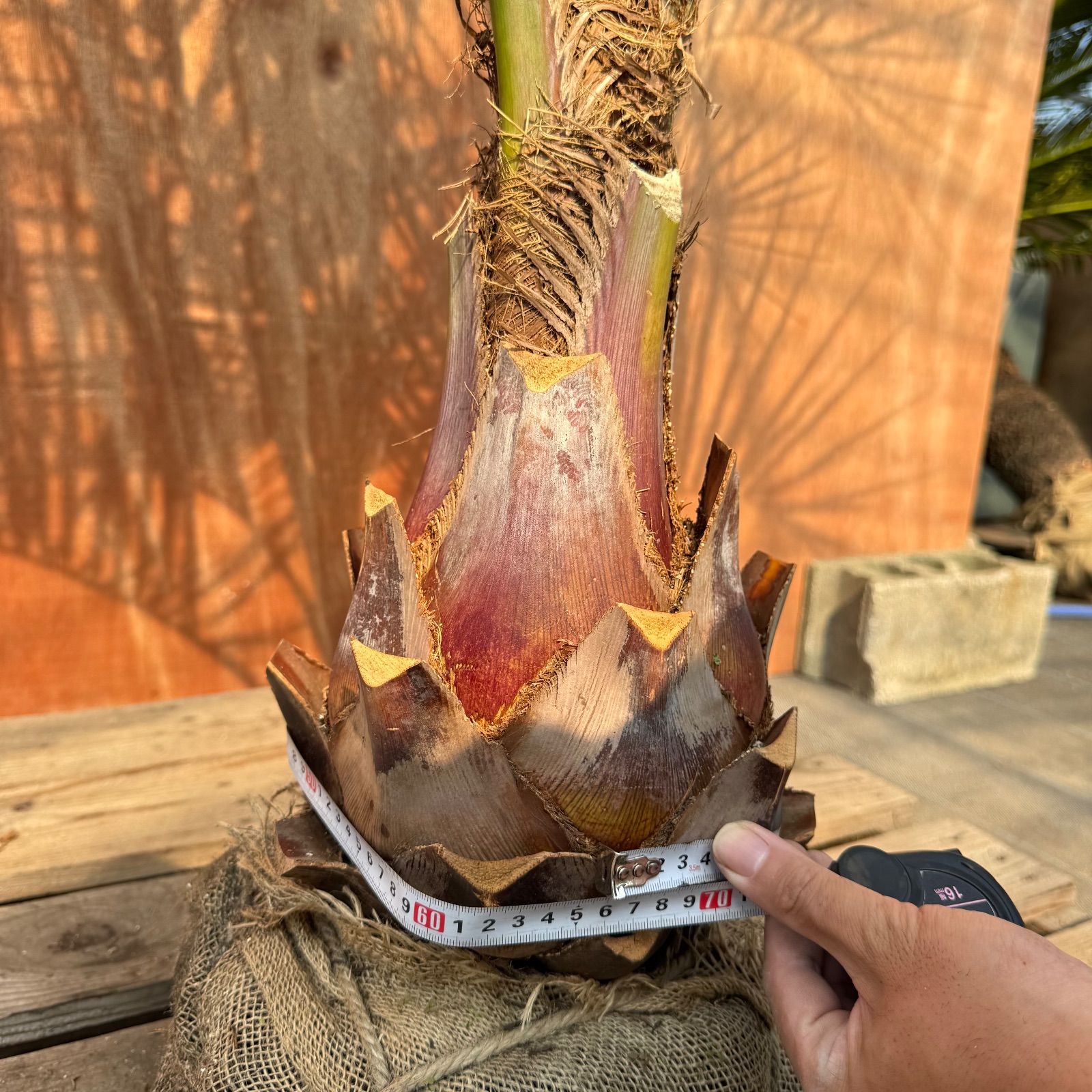 ８*８様 ココスヤシシルバーリーフ【特大❗️】葉先200cm幹回り80cm 幹高 お庭がリゾートにココスヤシ【幹太60cm／葉先200cm】シルバーリーフ