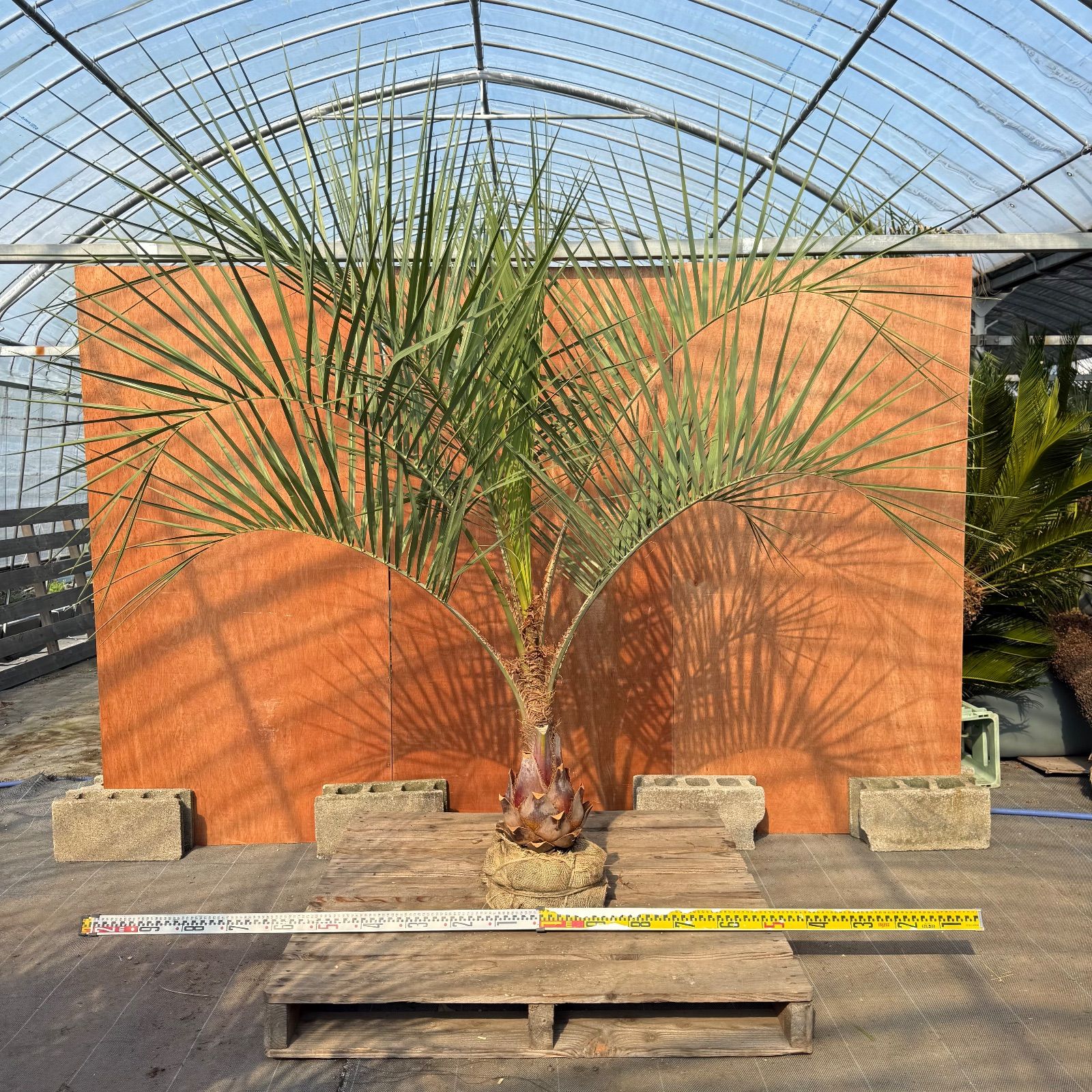 ココスヤシ　シルバーリーフ　145cm シルバーリーフ ココスヤシ