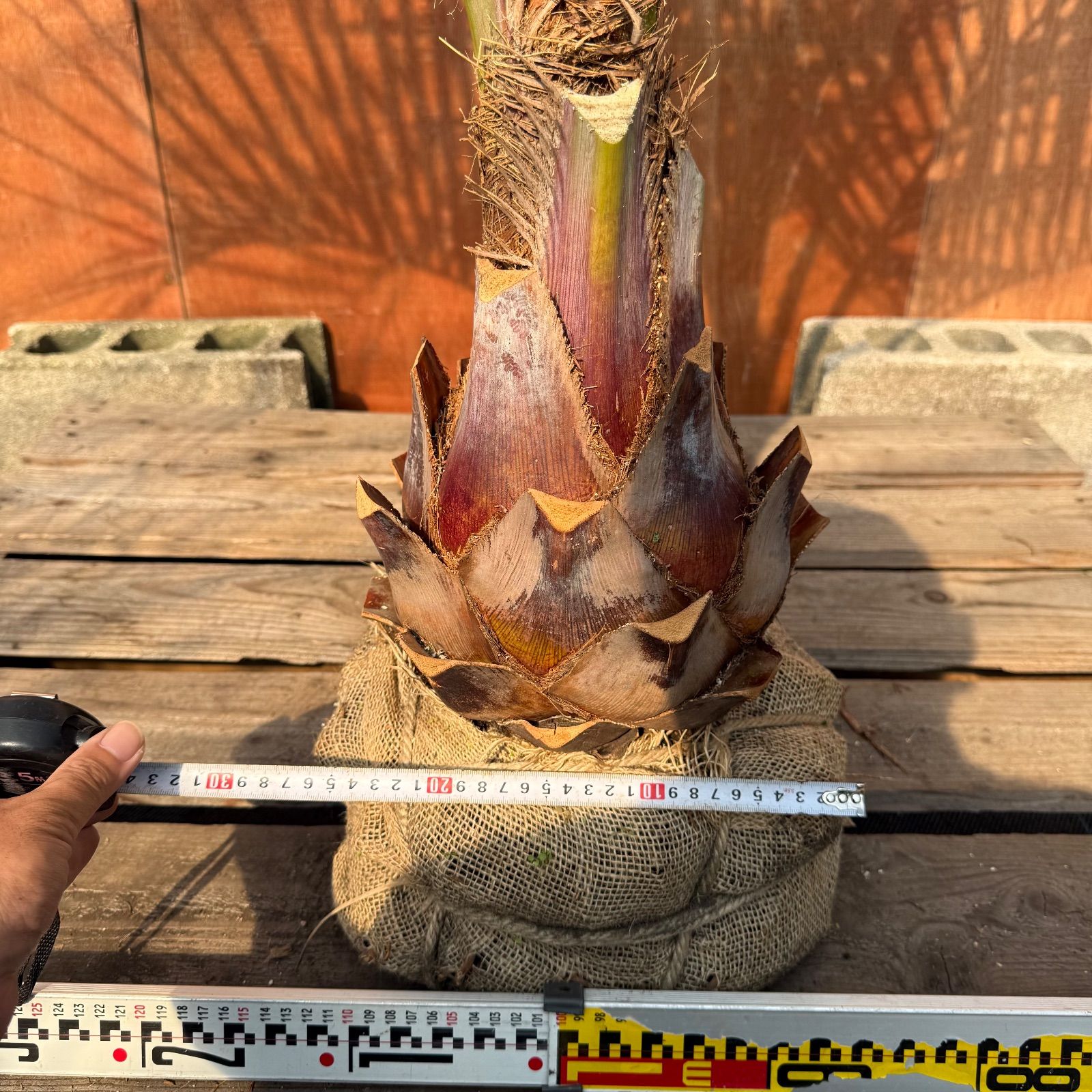 お庭がリゾートにココスヤシ【幹太60cm／葉先200cm】シルバーリーフ