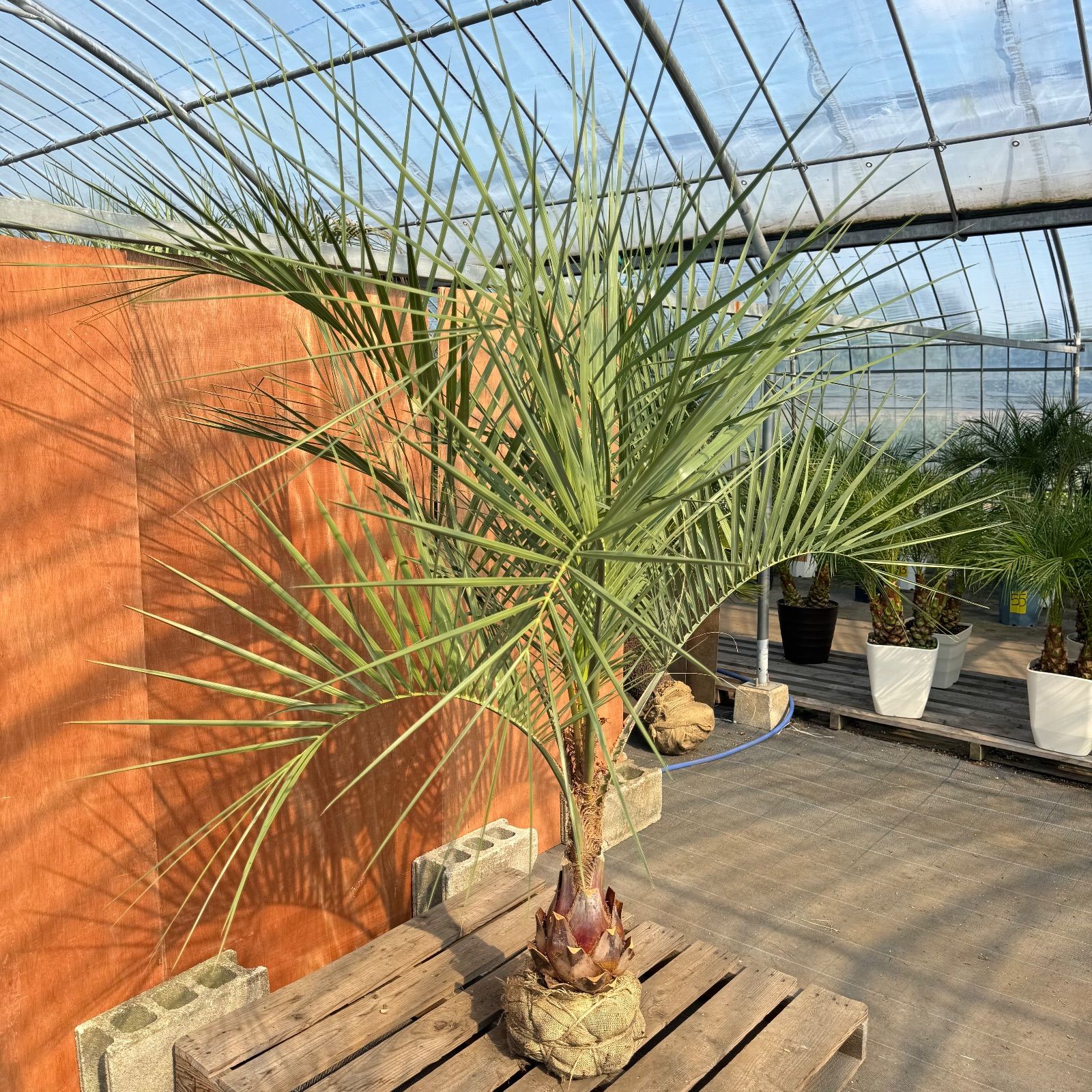 お庭がリゾートにココスヤシ【幹太60cm／葉先200cm】シルバーリーフ