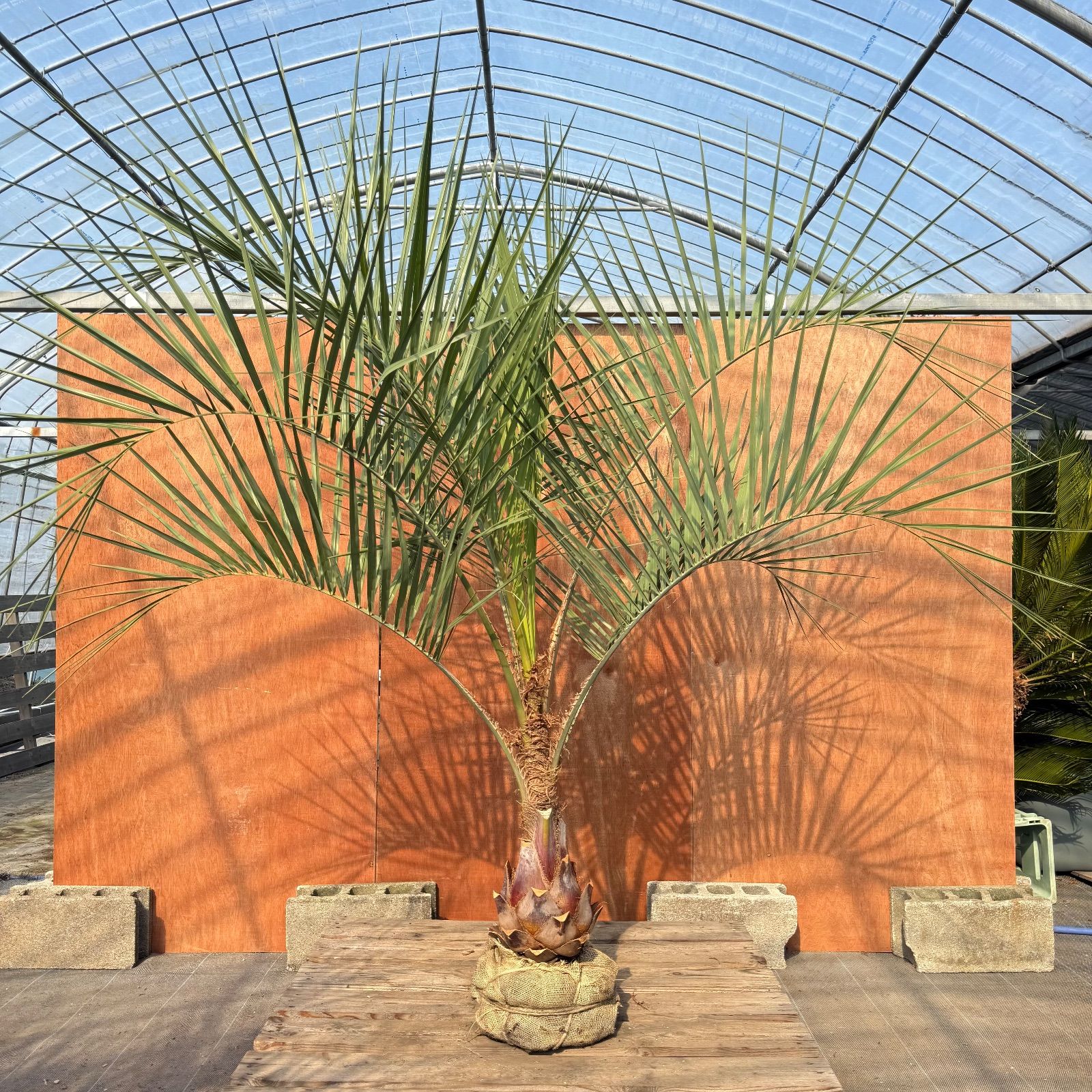 お庭がリゾートに🌴ココスヤシ【幹太60cm／葉先200cm】シルバーリーフ