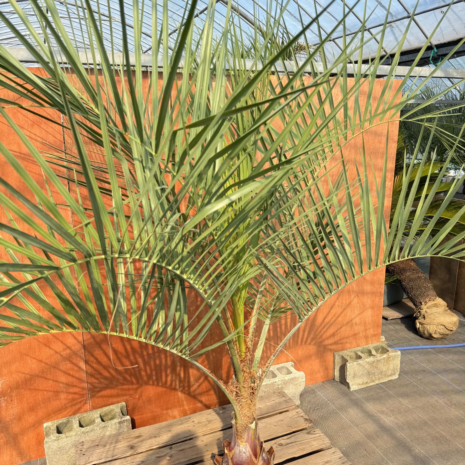 お庭がリゾートに🌴ココスヤシ【幹太60cm／葉先200cm】シルバーリーフ