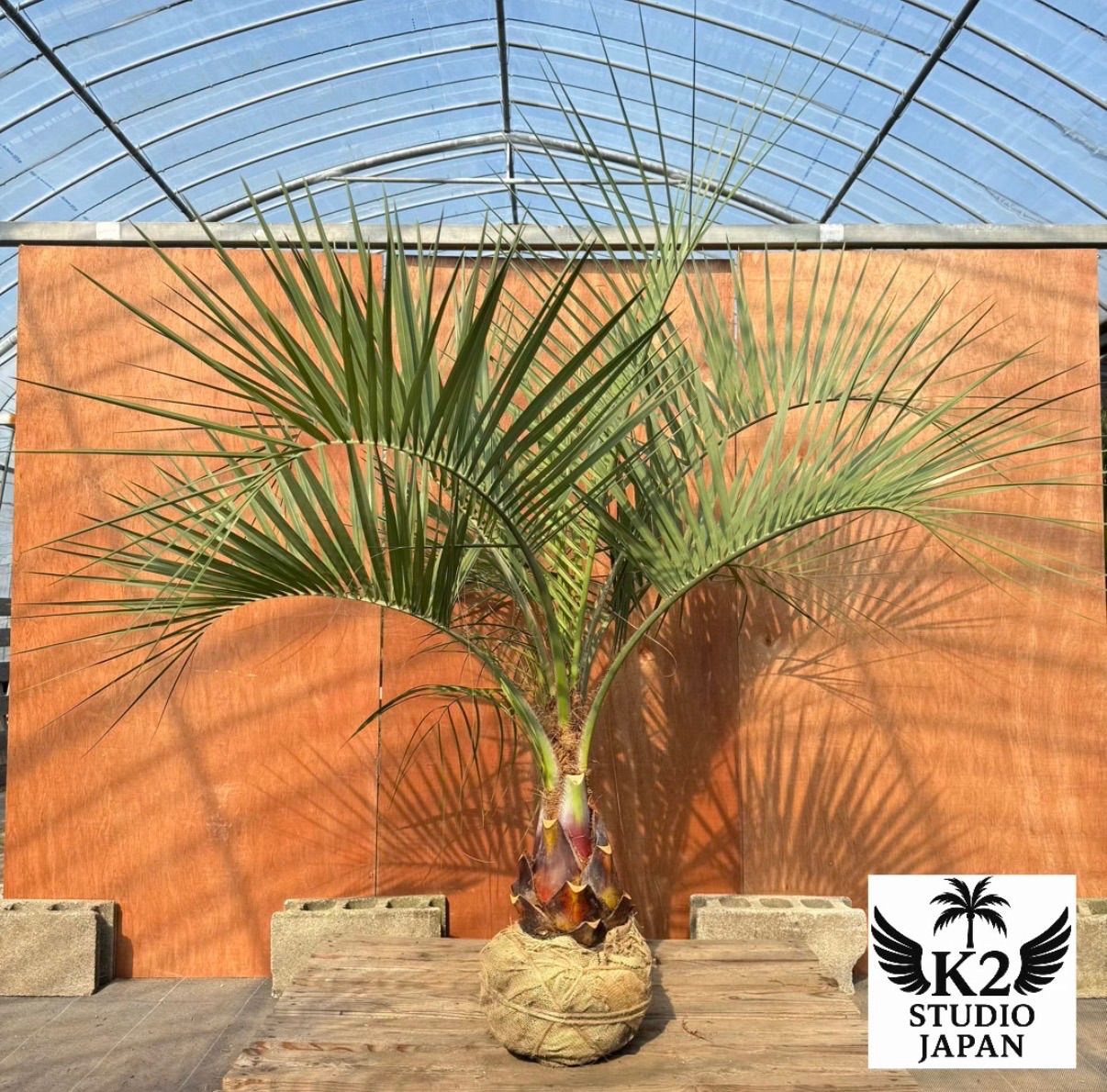 ココスヤシ　(345)　※スーパー　シルバーリーフ ココスヤシ (345) ※スーパー シルバーリーフ