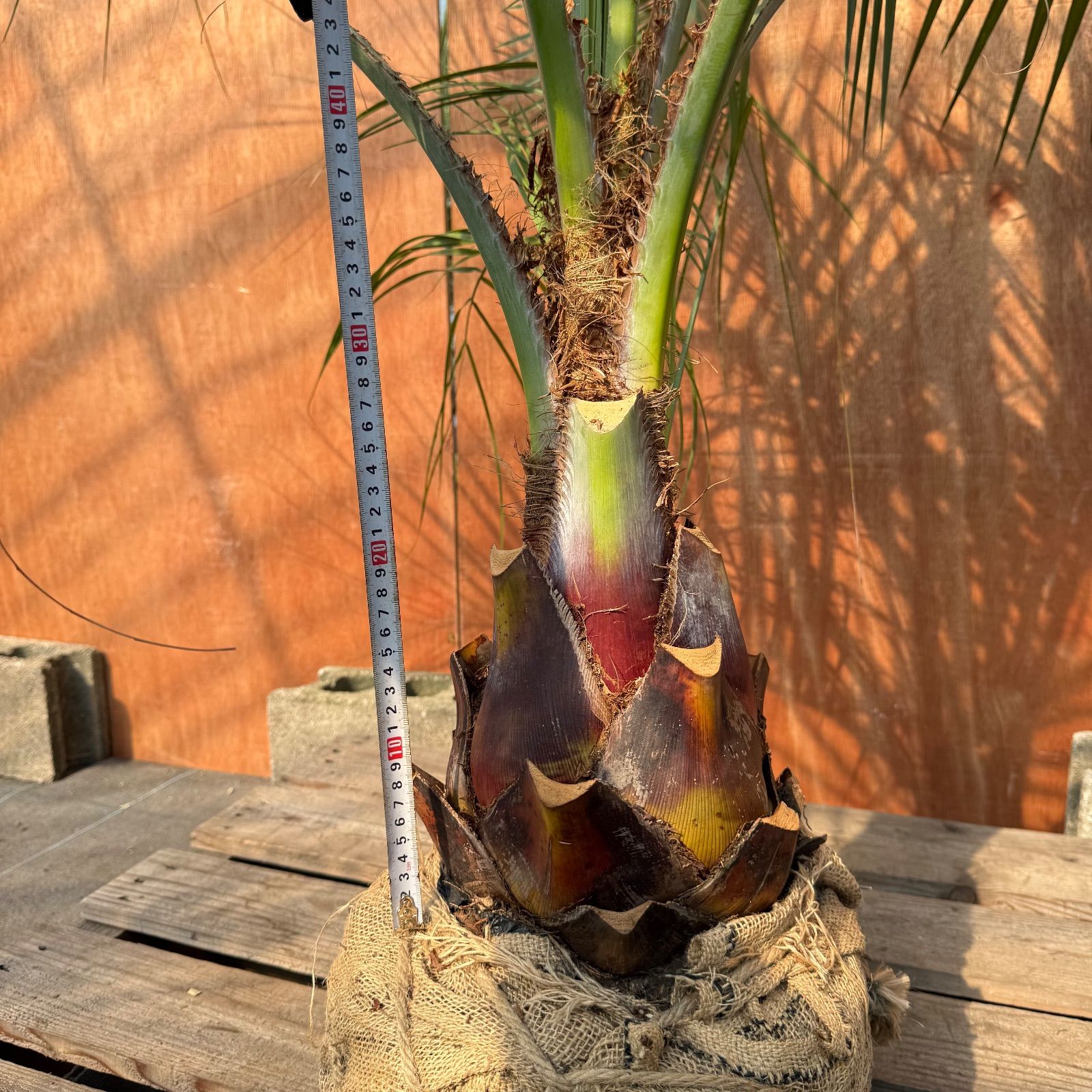 ココスヤシ　(336)　※スーパー　シルバーリーフ お庭がリゾートにココスヤシ【幹太60cm／葉先160cm】シルバーリーフ