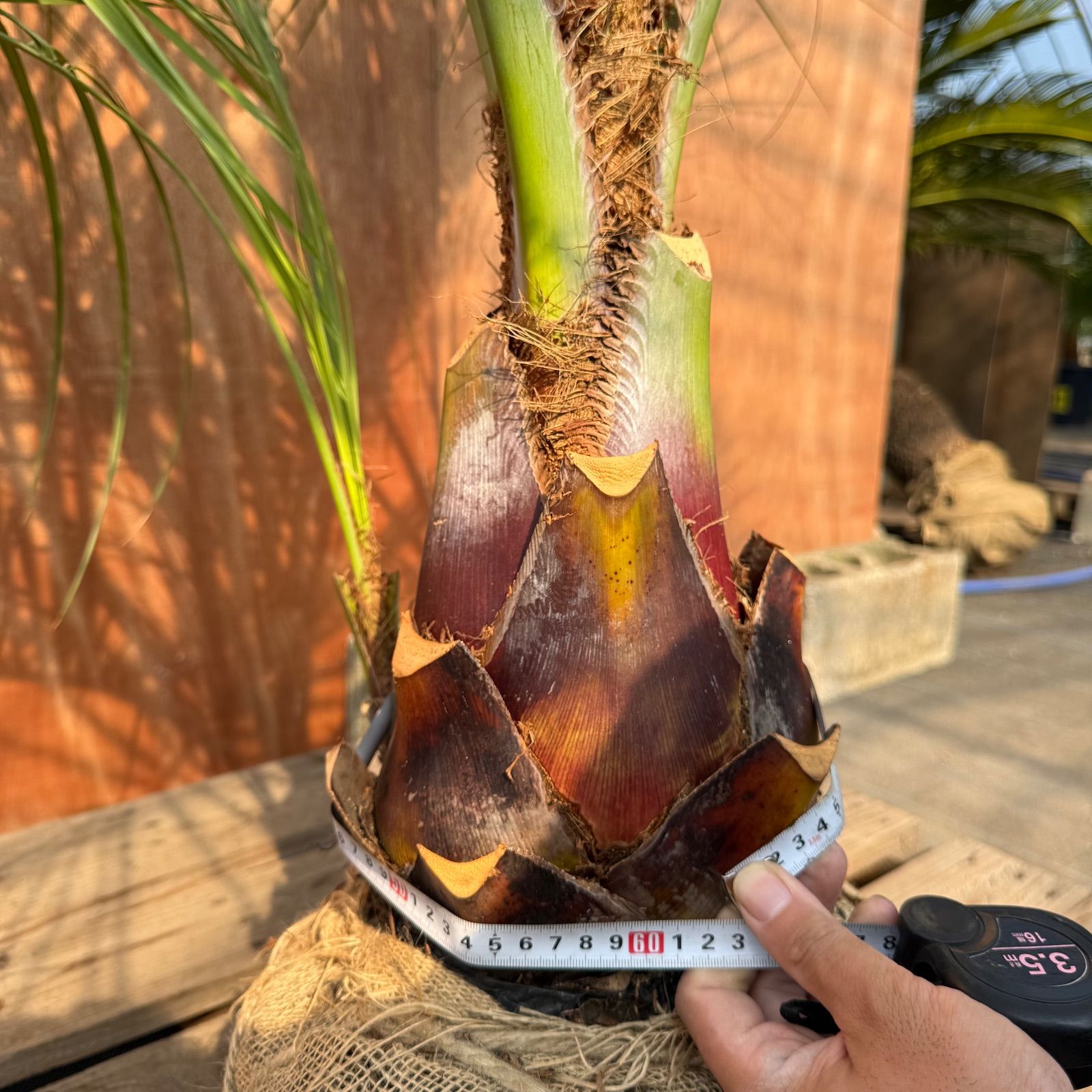 お庭がリゾートにココスヤシ【幹太60cm／葉先160cm】シルバーリーフ