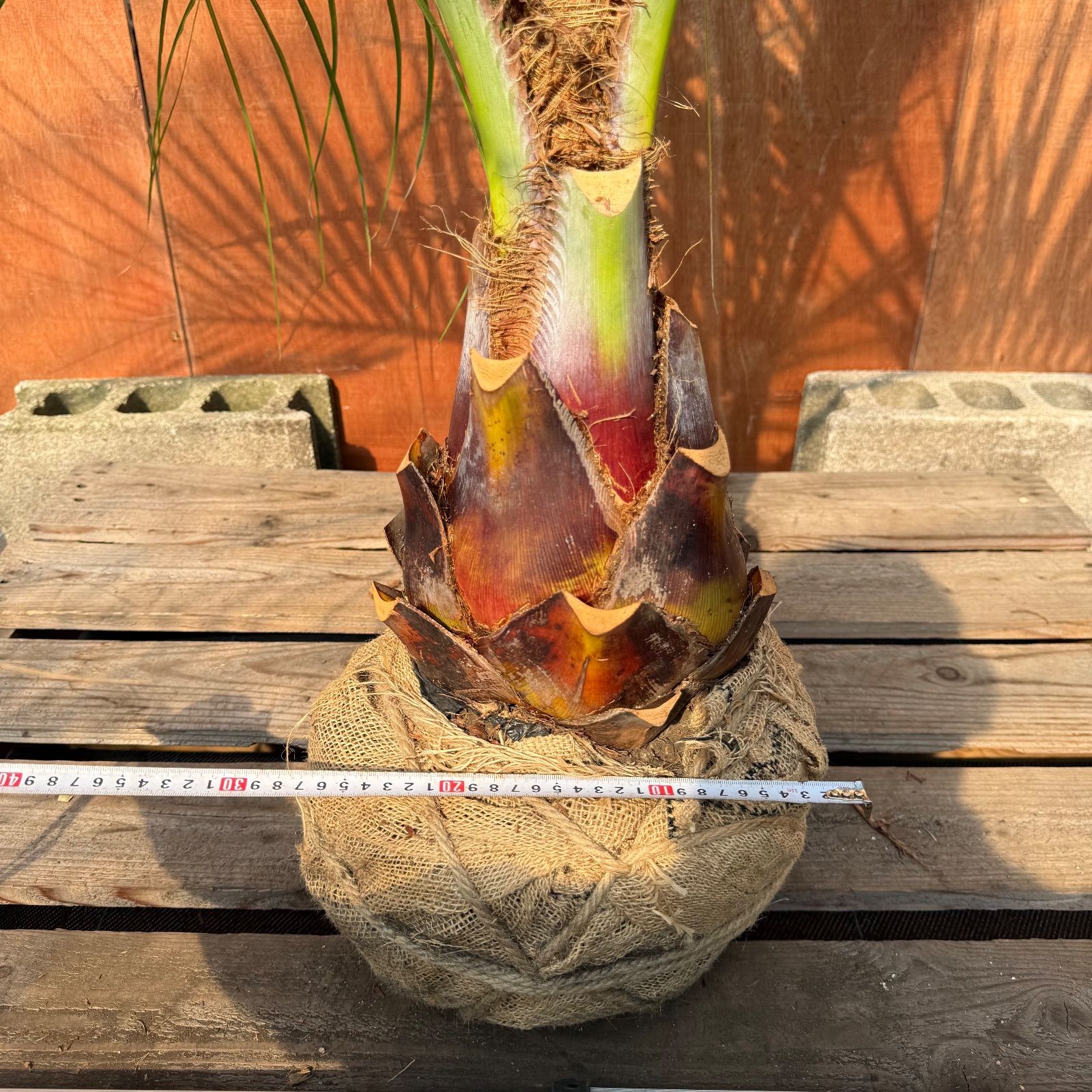 L*b様 ココスヤシシルバーリーフ【極太美形❗️】葉先160cm幹回り60cm さ*ダ様 ココスヤシシルバーリーフ【極太】葉先160cm幹回り75cm 幹高20