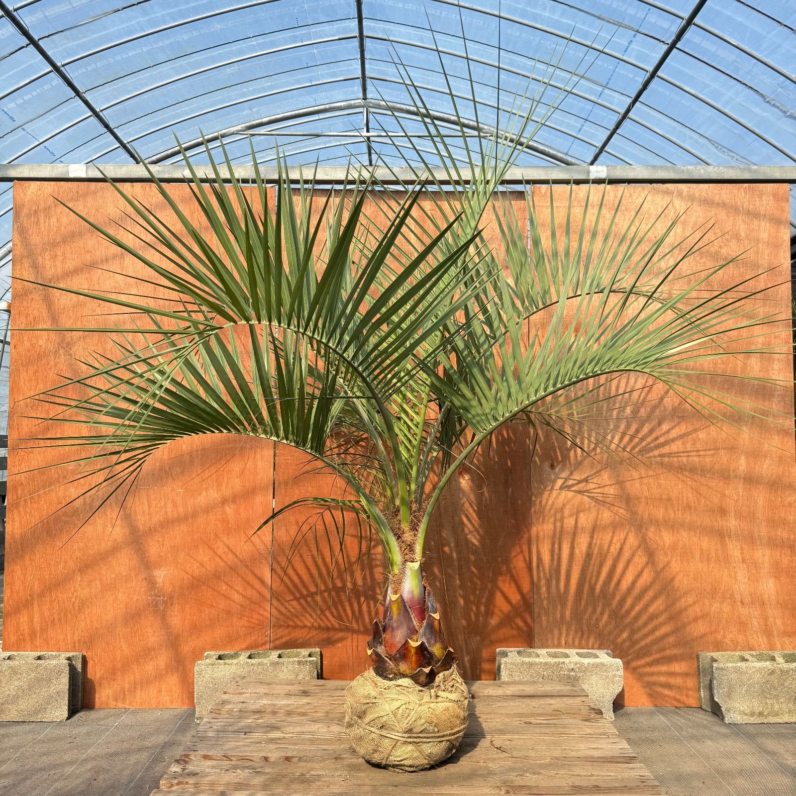 送料込み　ココスヤシ シルバーリーフ　サイズ大　幹太　形状良 庭木　現品 送料込みココスヤシ シルバーリーフ幹太形状良庭木シンボルツリー 現品