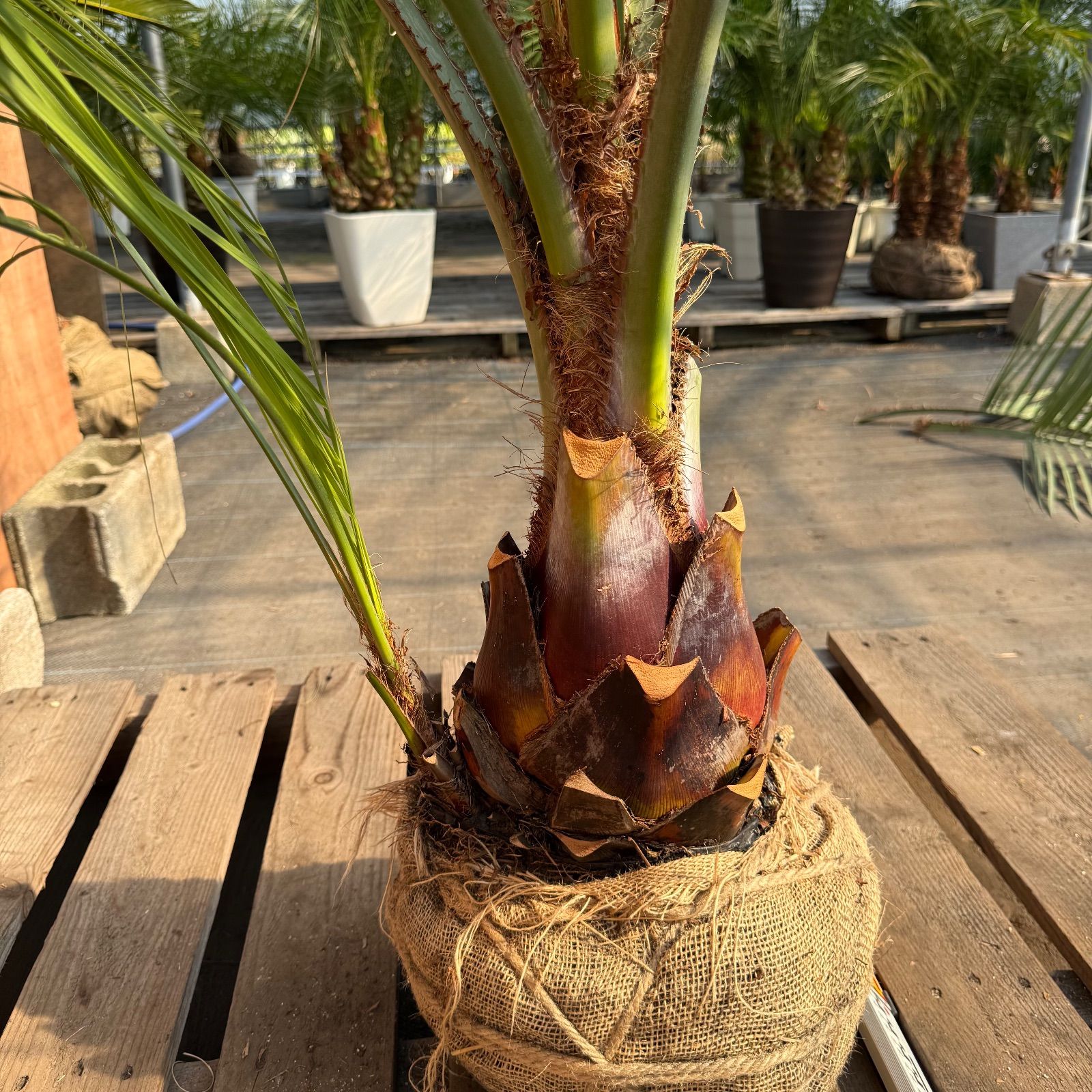 お庭がリゾートにココスヤシ【幹太60cm／葉先160cm】シルバーリーフ