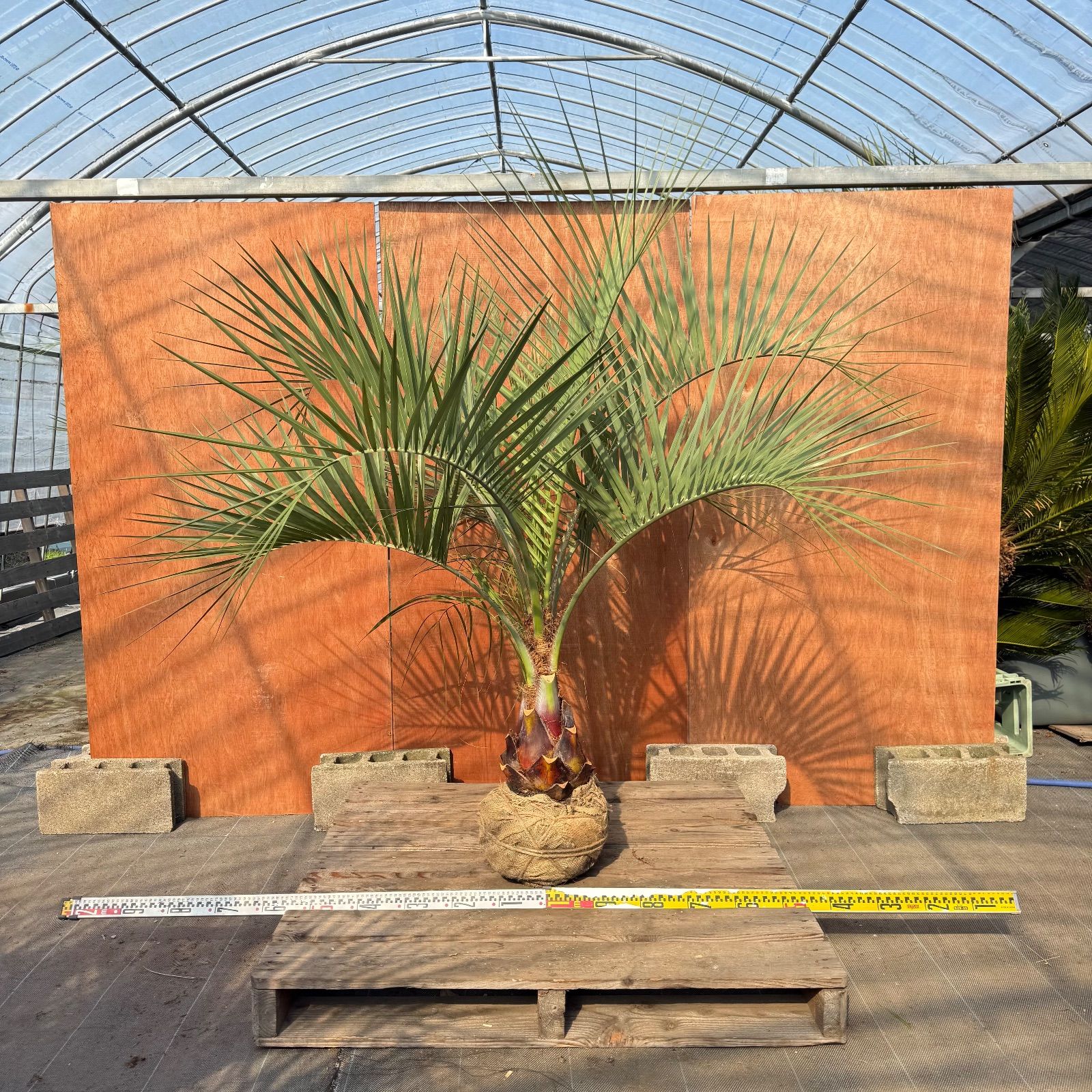 L*b様 ココスヤシシルバーリーフ【極太美形❗️】葉先160cm幹回り60cm ま*中様 ココスヤシシルバーリーフ【極太】葉先170cm幹回り70cm 幹高