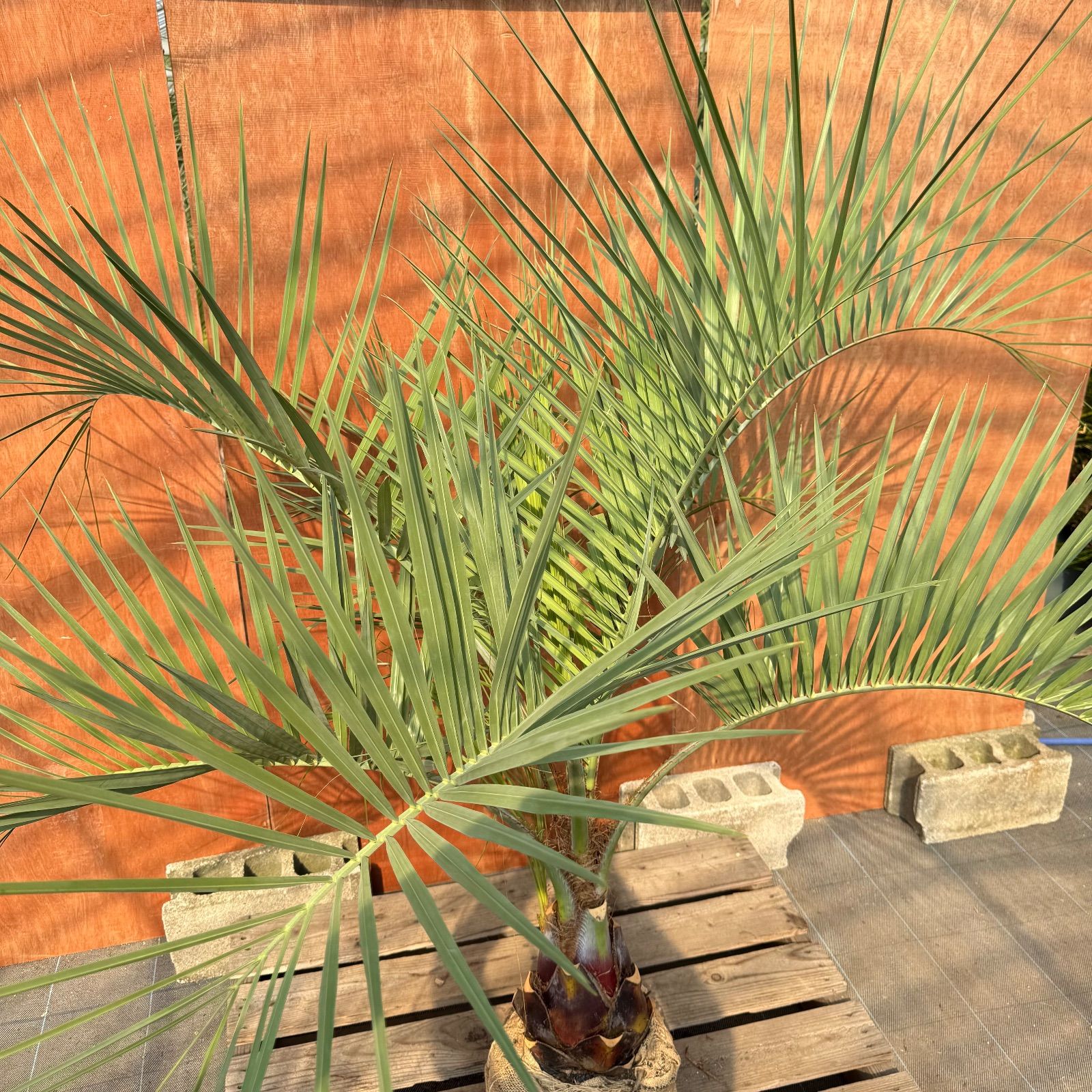 ゴ*ラ様 ココスヤシシルバーリーフ【極太美形❗️】葉先160cm幹回り70cm ゴ*ラ様 ココスヤシシルバーリーフ【極太美形❗️】葉先160cm幹回り70cm