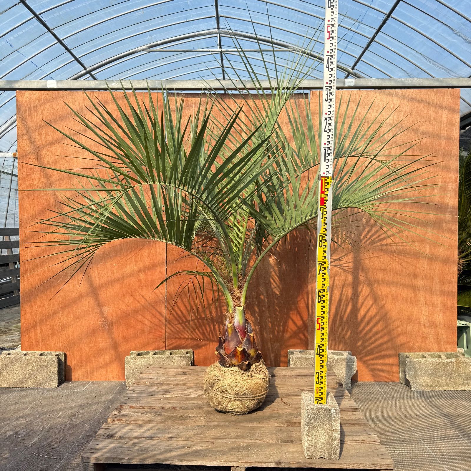 お庭がリゾートにココスヤシ【幹太60cm／葉先160cm】シルバーリーフ