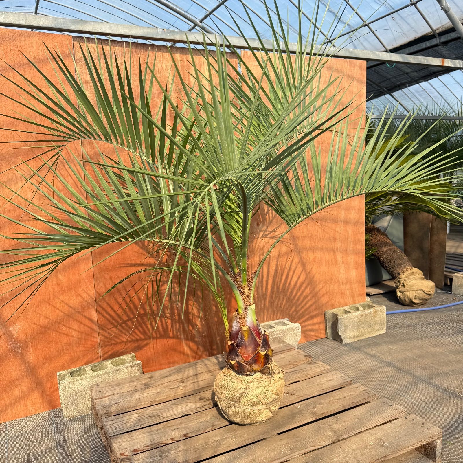 お庭がリゾートにココスヤシ【幹太60cm／葉先160cm】シルバーリーフ