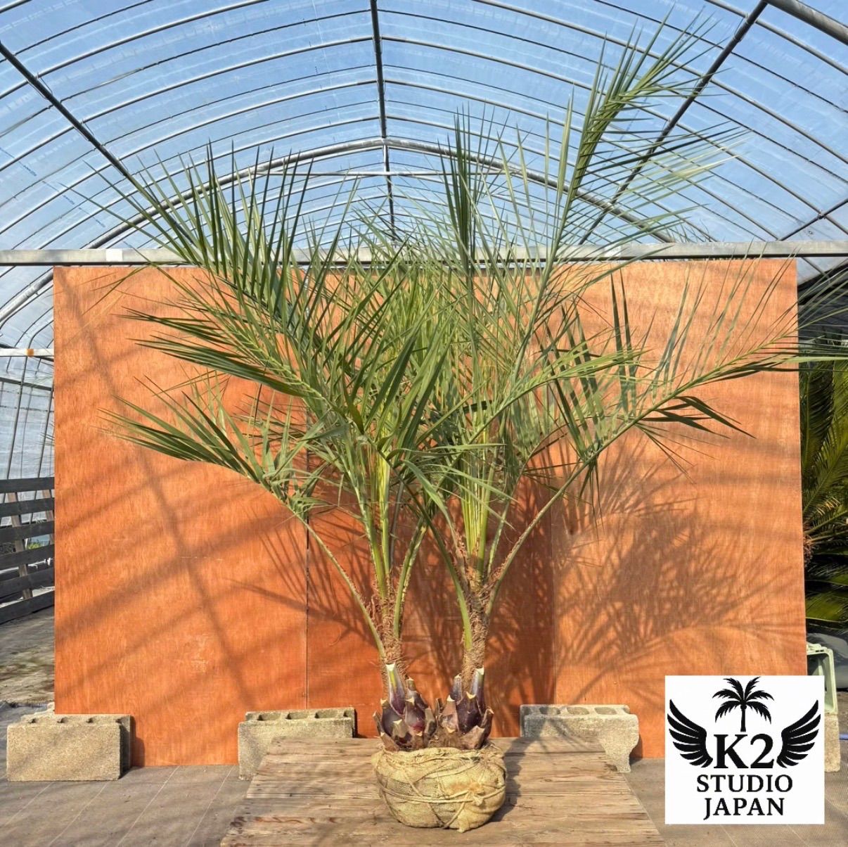 お庭がリゾートに ココスヤシ双子 幹太50 cm 葉先180 シルバーリーフ