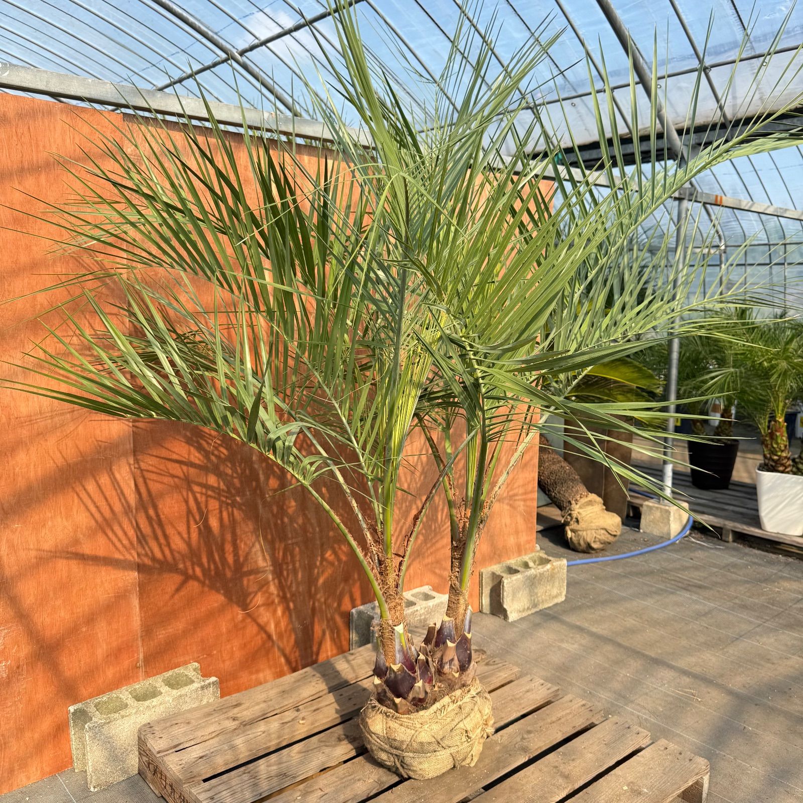 お庭がリゾートに ココスヤシ双子 幹太50 cm 葉先180 シルバーリーフ