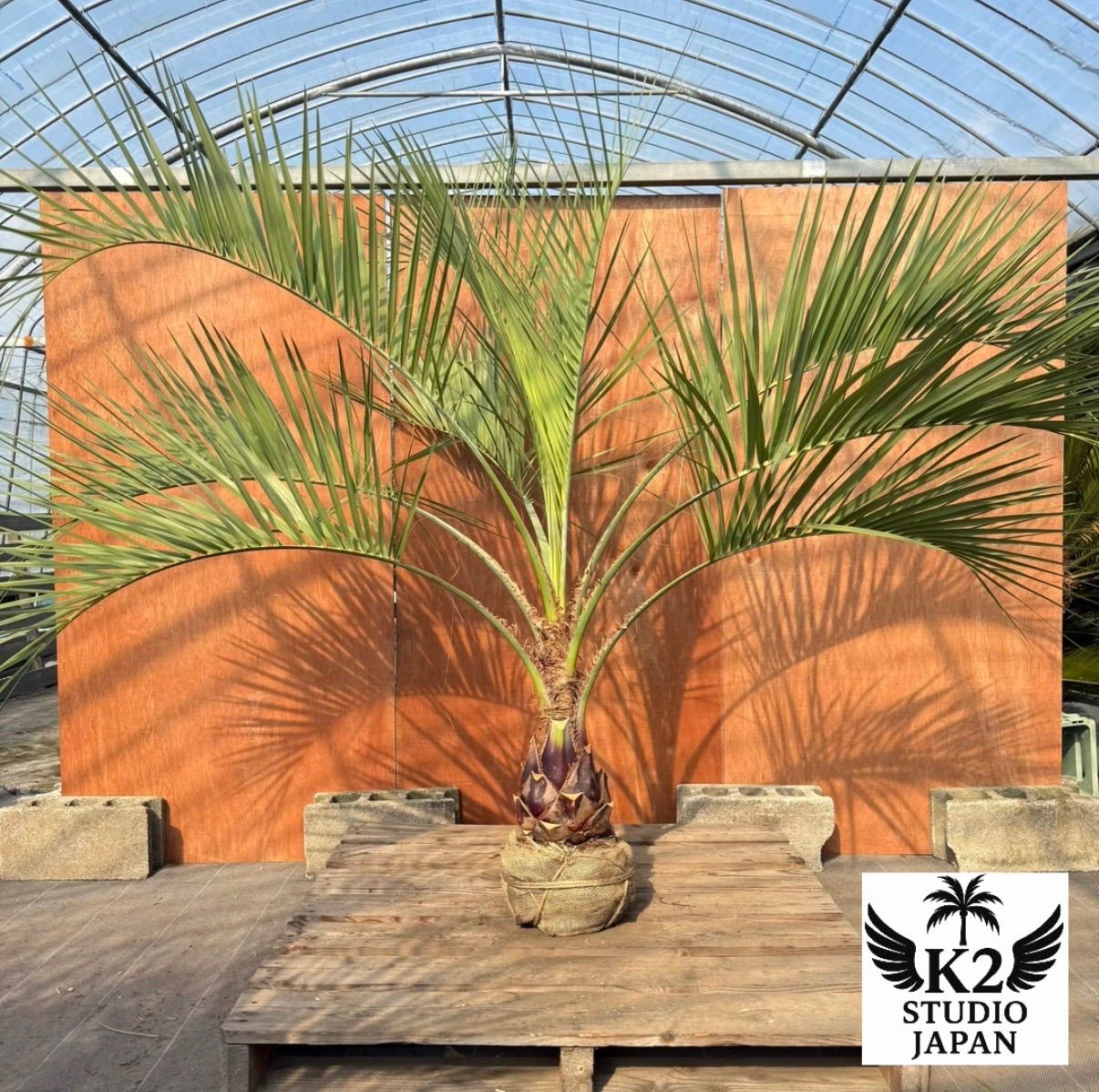 観葉植物 お庭がリゾートにココスヤシ【幹太60cm／葉先160cm】シルバー 