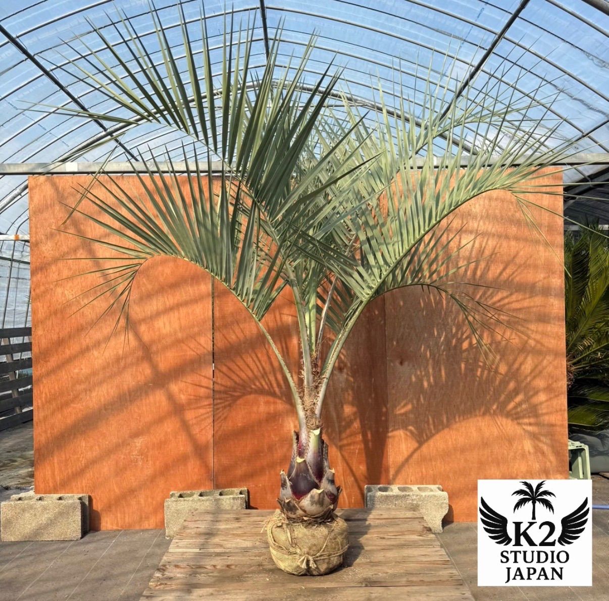 お庭がリゾートに🌴ココスヤシ【幹太70cm／葉先200cm】シルバーリーフ