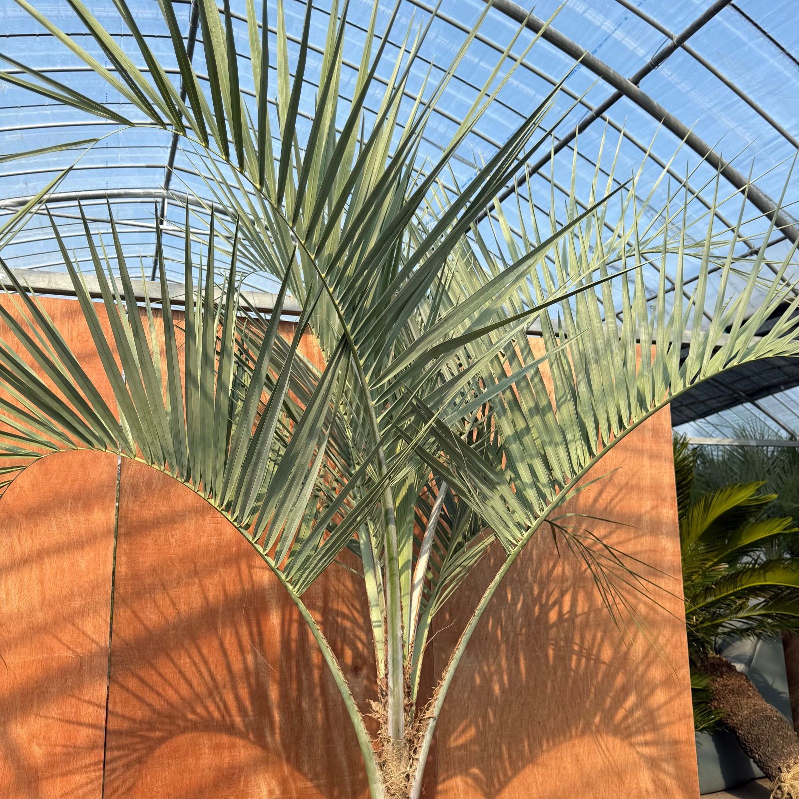 お庭がリゾートに🌴ココスヤシ【幹太70cm／葉先200cm】シルバーリーフ