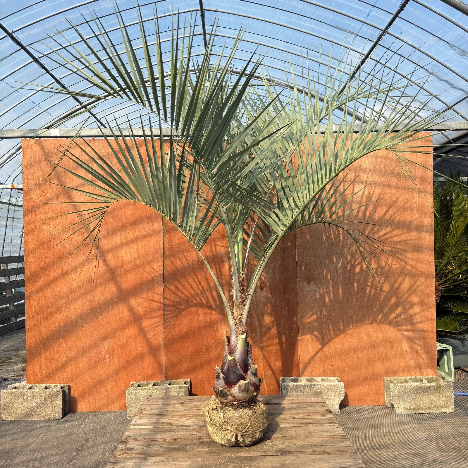 お庭がリゾートに🌴ココスヤシ【幹太70cm／葉先200cm】シルバーリーフ