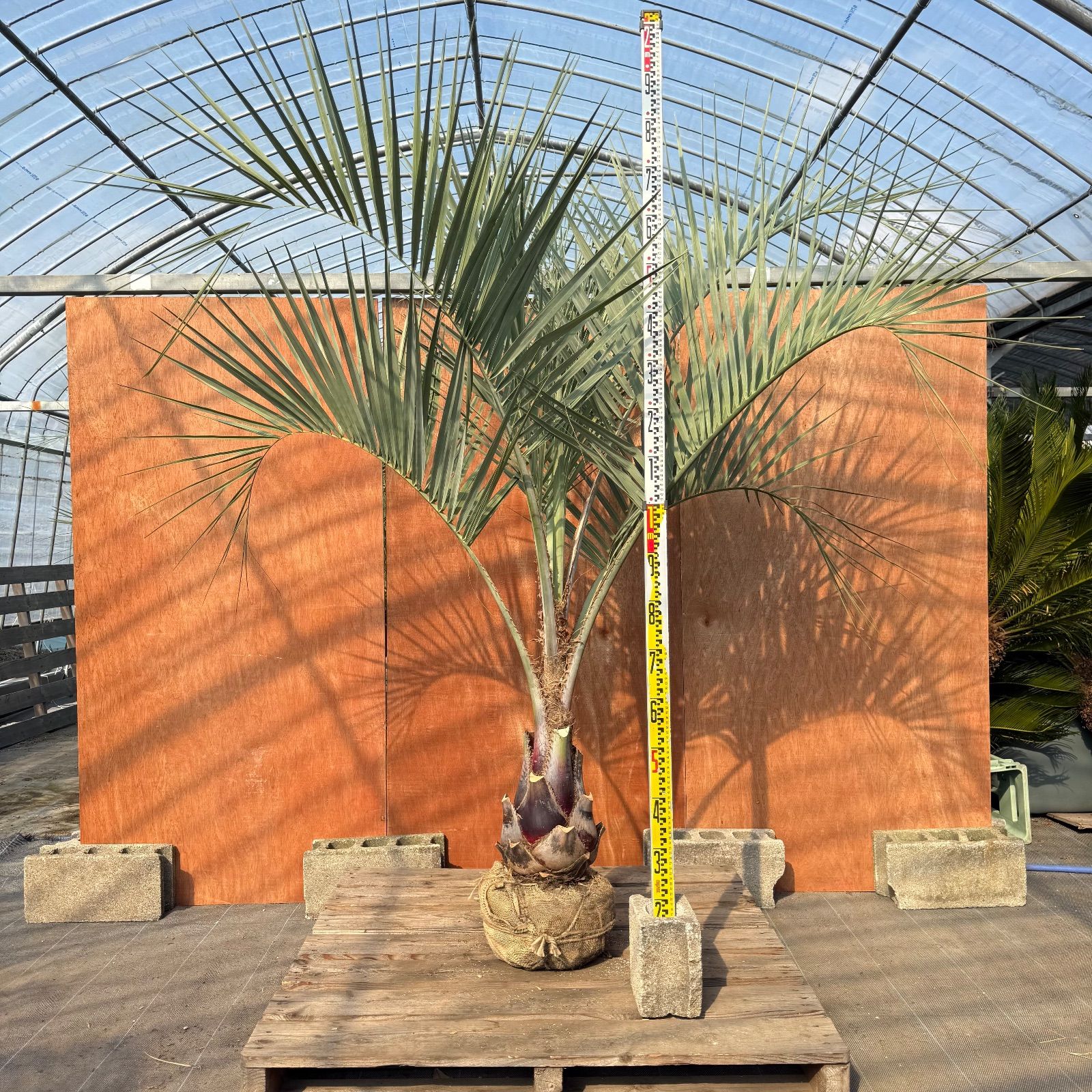 お庭がリゾートに🌴ココスヤシ【幹太70cm／葉先200cm】シルバーリーフ