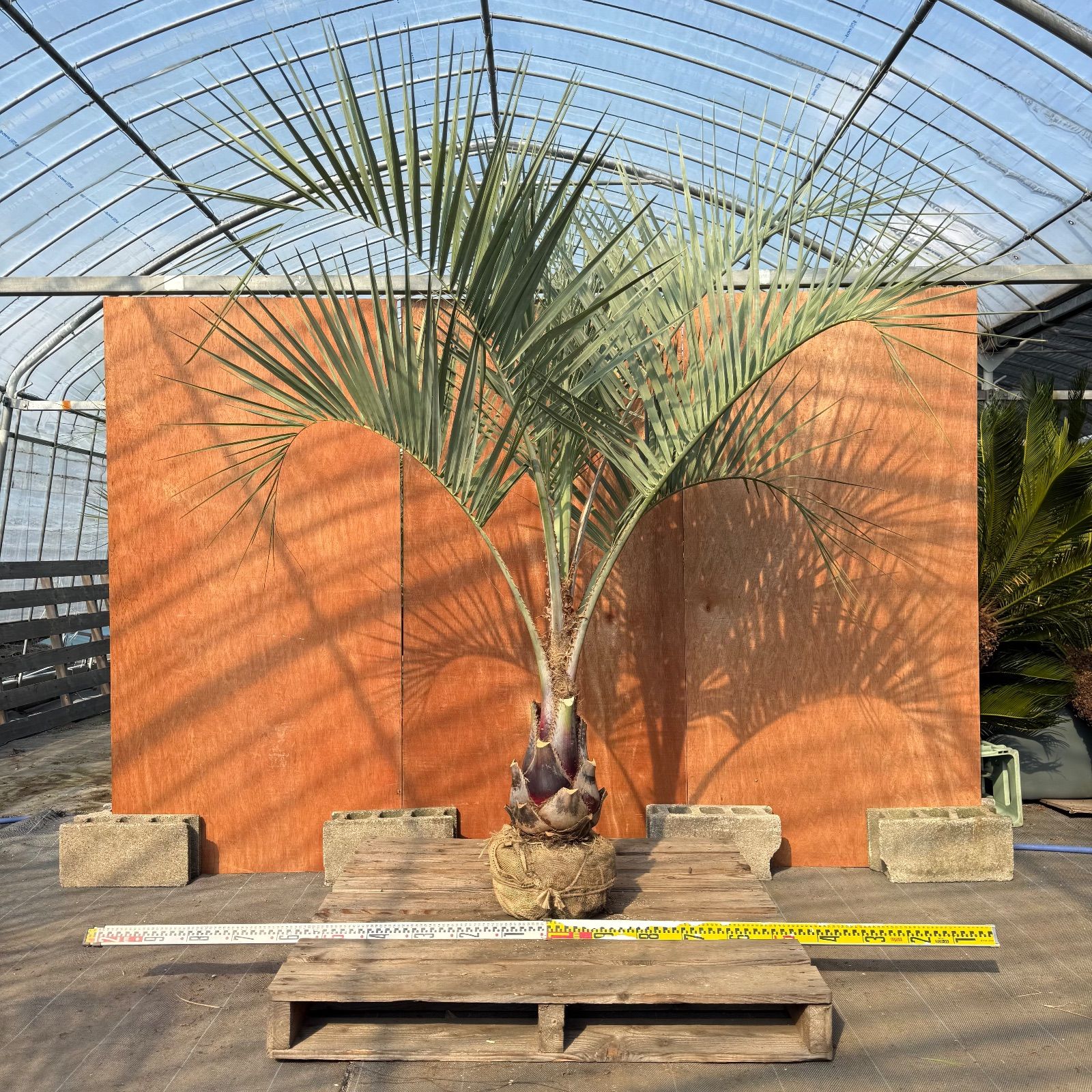 送料込み　ココスヤシ 　形状良 幹太　シルバーリーフ　庭木　シンボルツリー 現品 お庭がリゾートに🌴ココスヤシ【幹太70cm／葉先200cm】シルバーリーフ