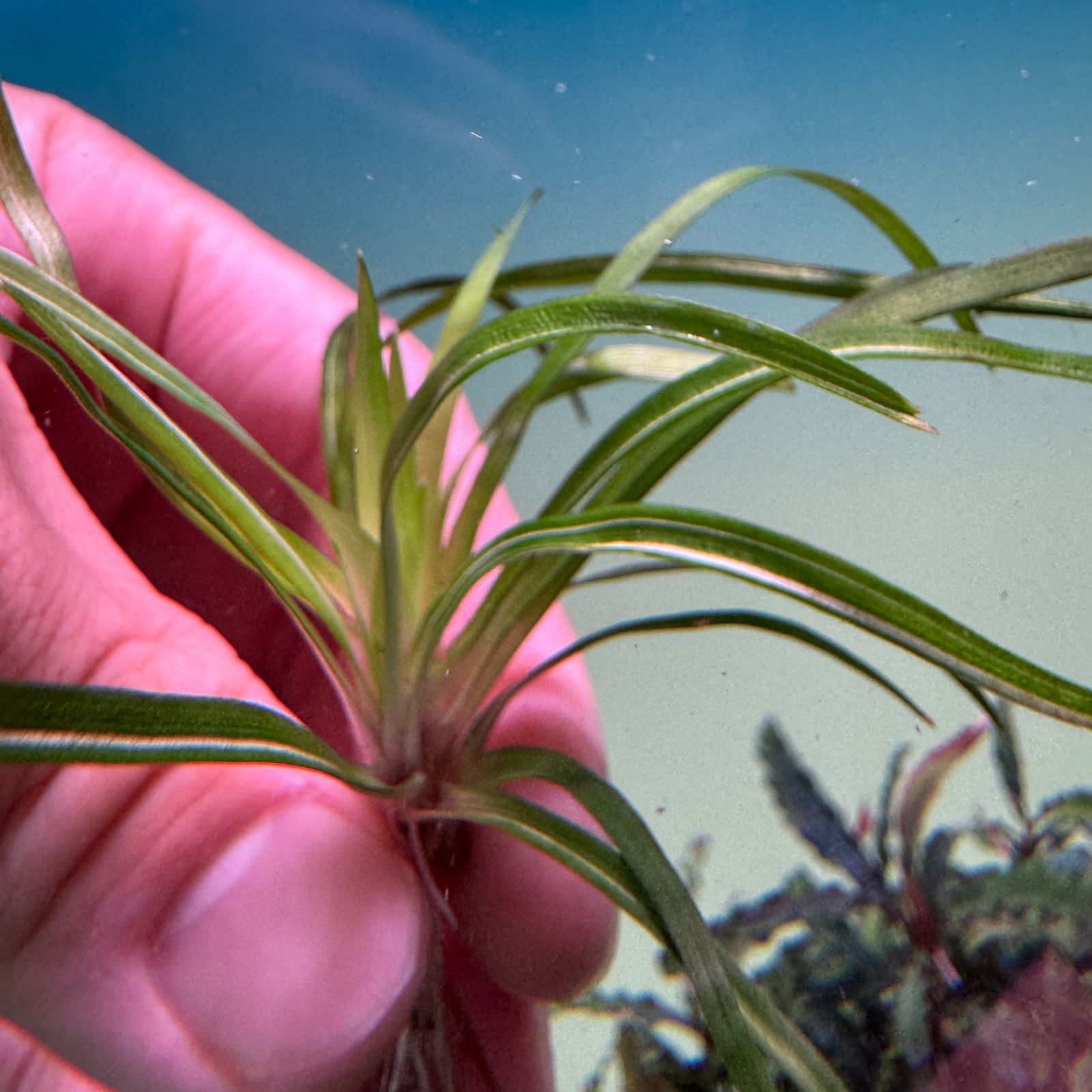 超希少】 ホシクサ・クチホワイト 水中葉1株 アクアリウム 水草 - メルカリ
