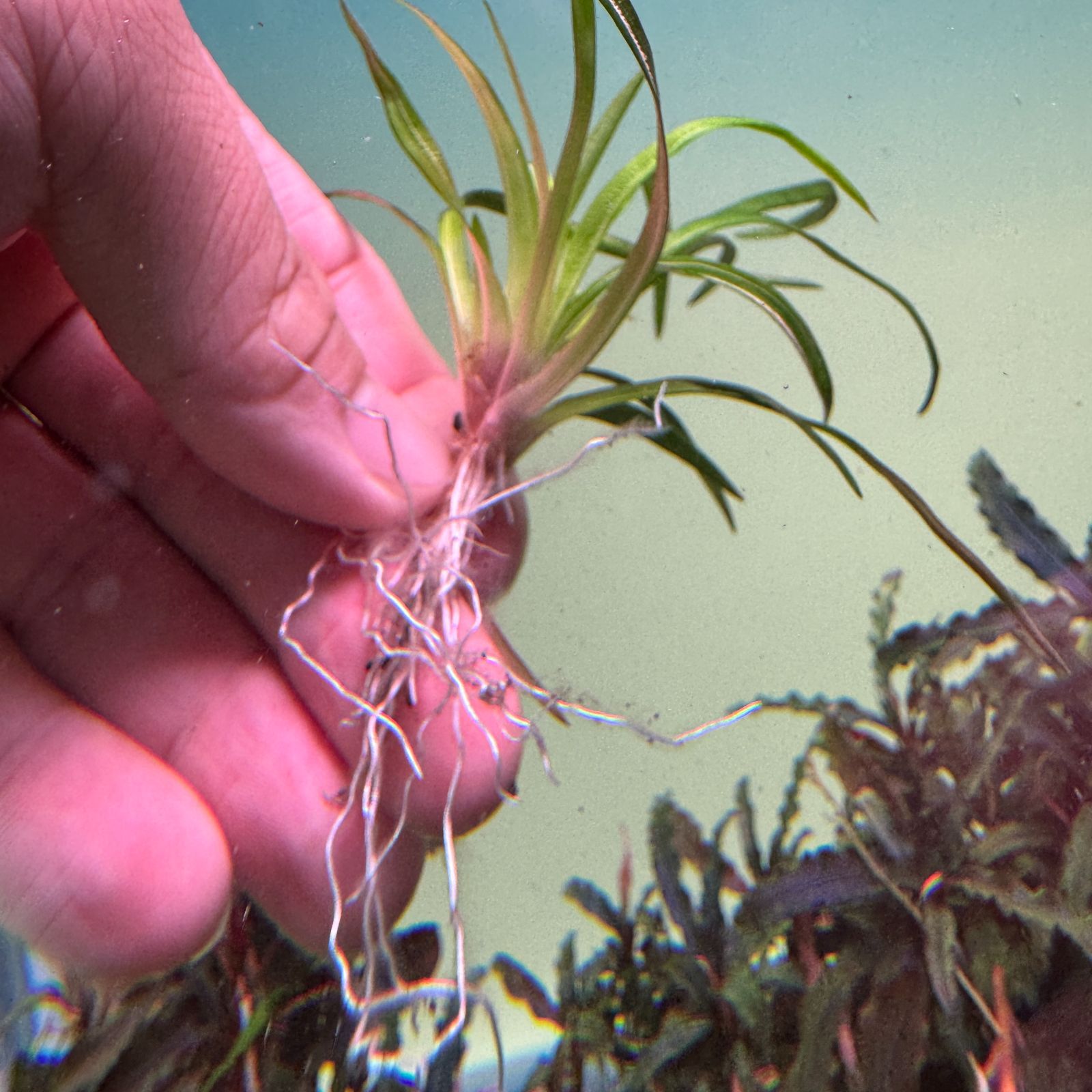 超希少】 ホシクサ・クチホワイト 水中葉1株 アクアリウム 水草 - メルカリ