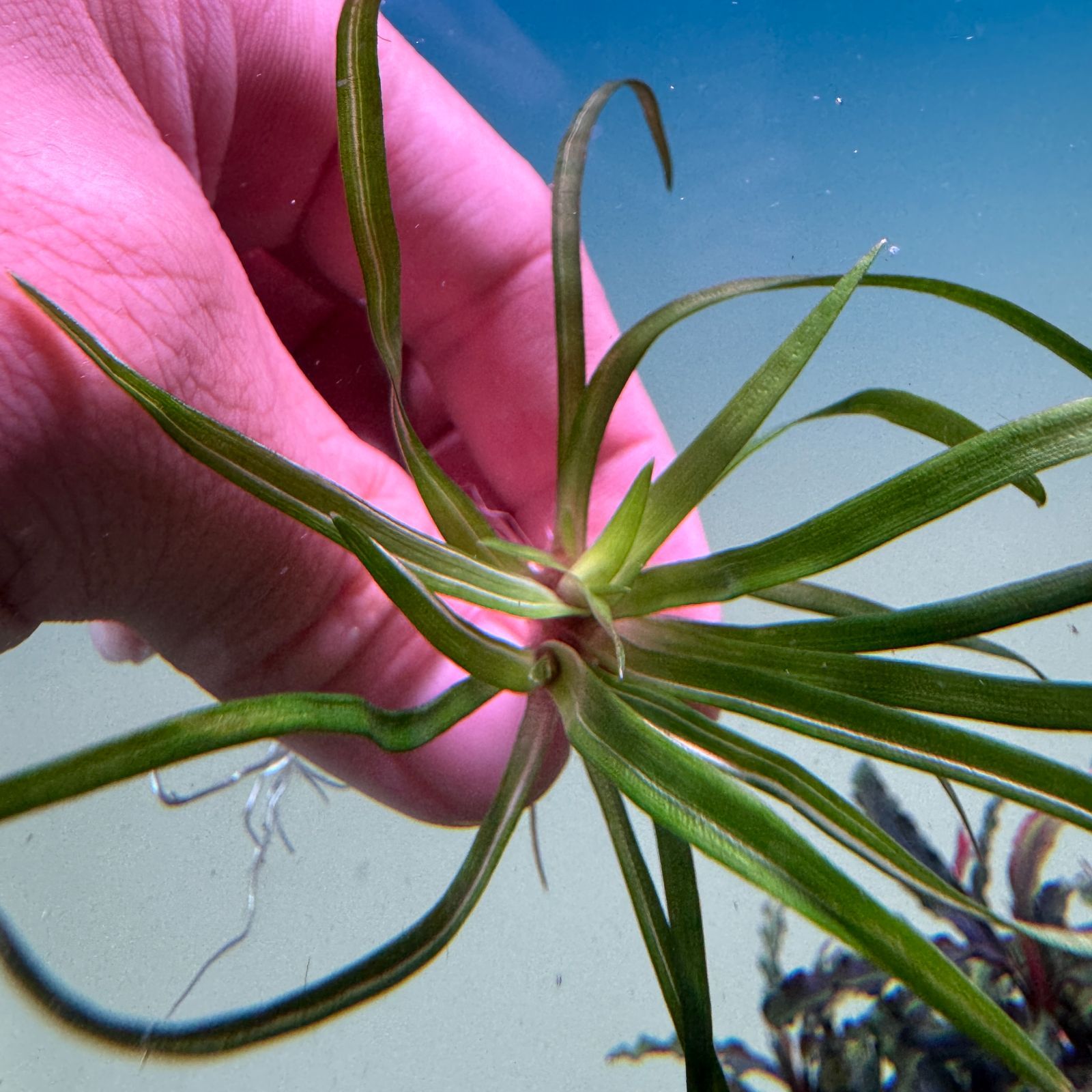 超希少】 ホシクサ・クチホワイト 水中葉1株 アクアリウム 水草 - メルカリ