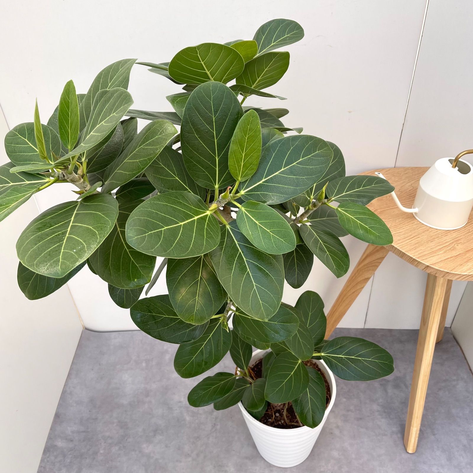 フィカス ベンガレンシス 曲がり 2 現品 観葉植物 大型 室内