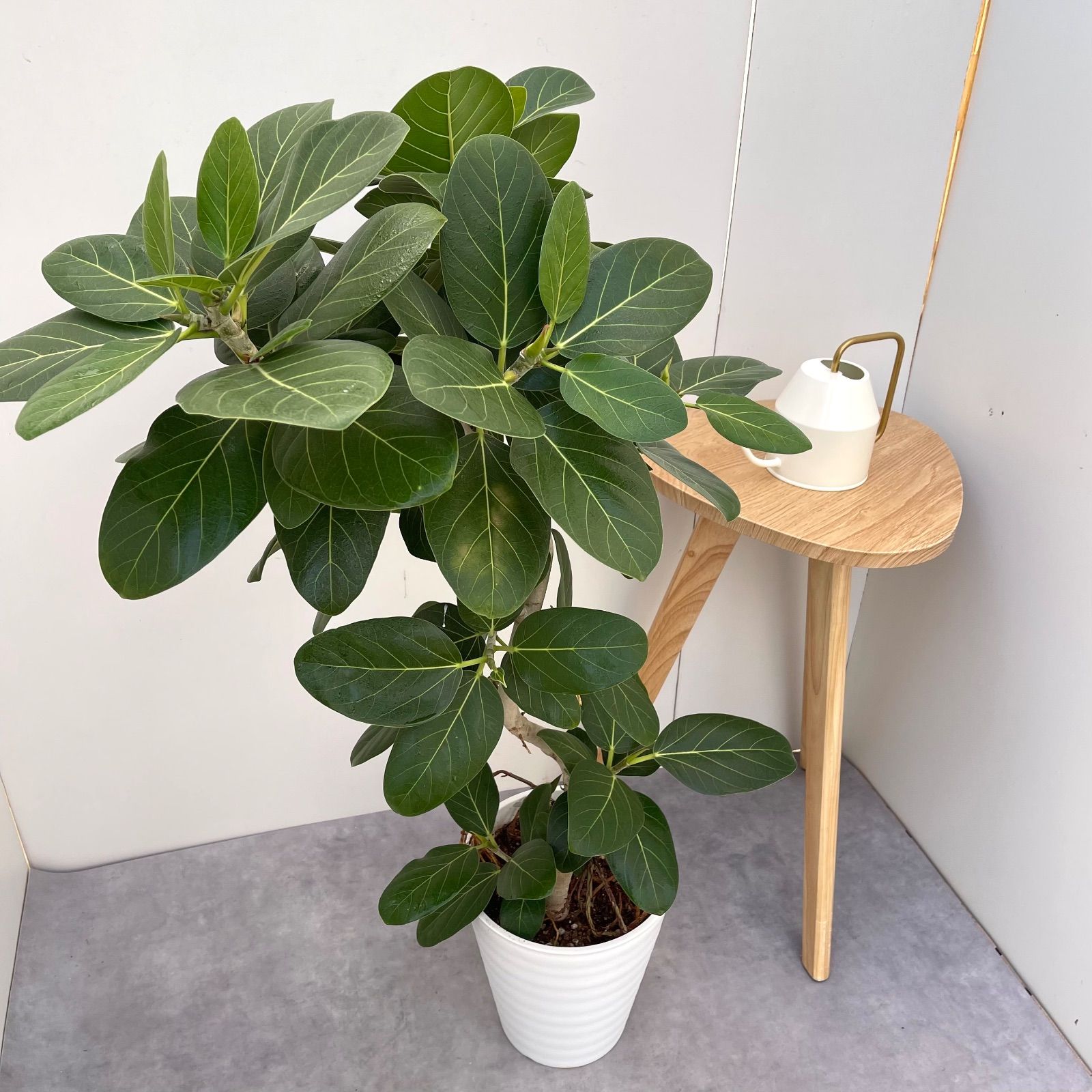 フィカス ベンガレンシス 曲がり 2 現品 観葉植物 大型 室内