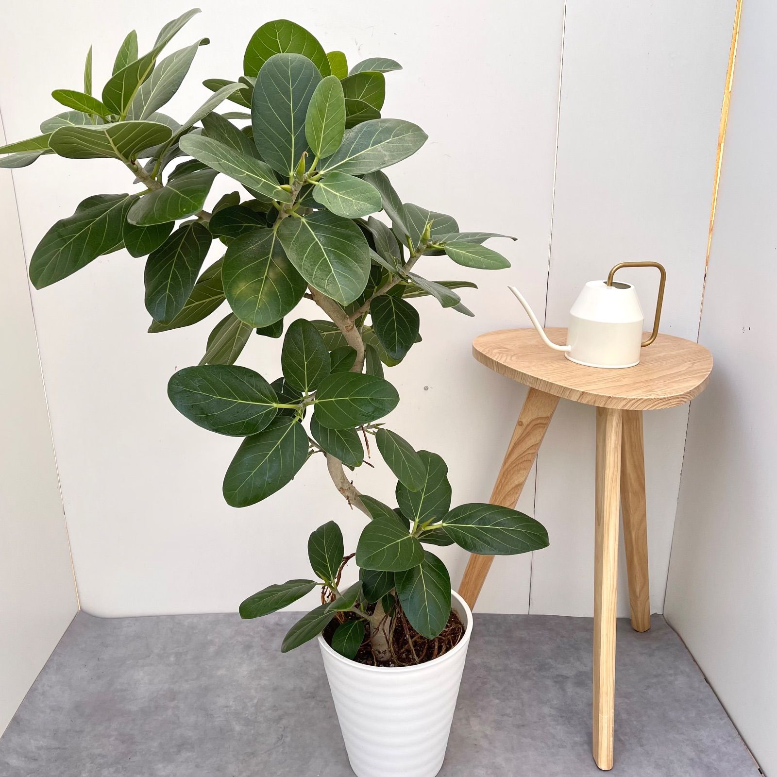 フィカス ベンガレンシス 曲がり 2 現品 観葉植物 大型 室内