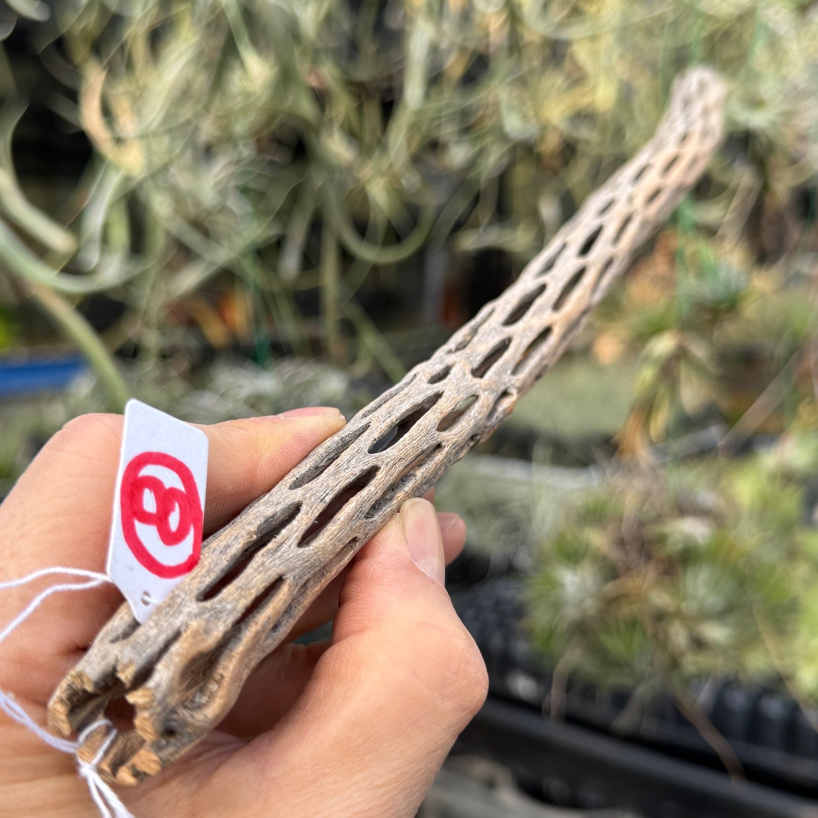 現品販売No.8＊ ミニカクタススケルトン＊ 最大H高:36.5cm / 最大W幅