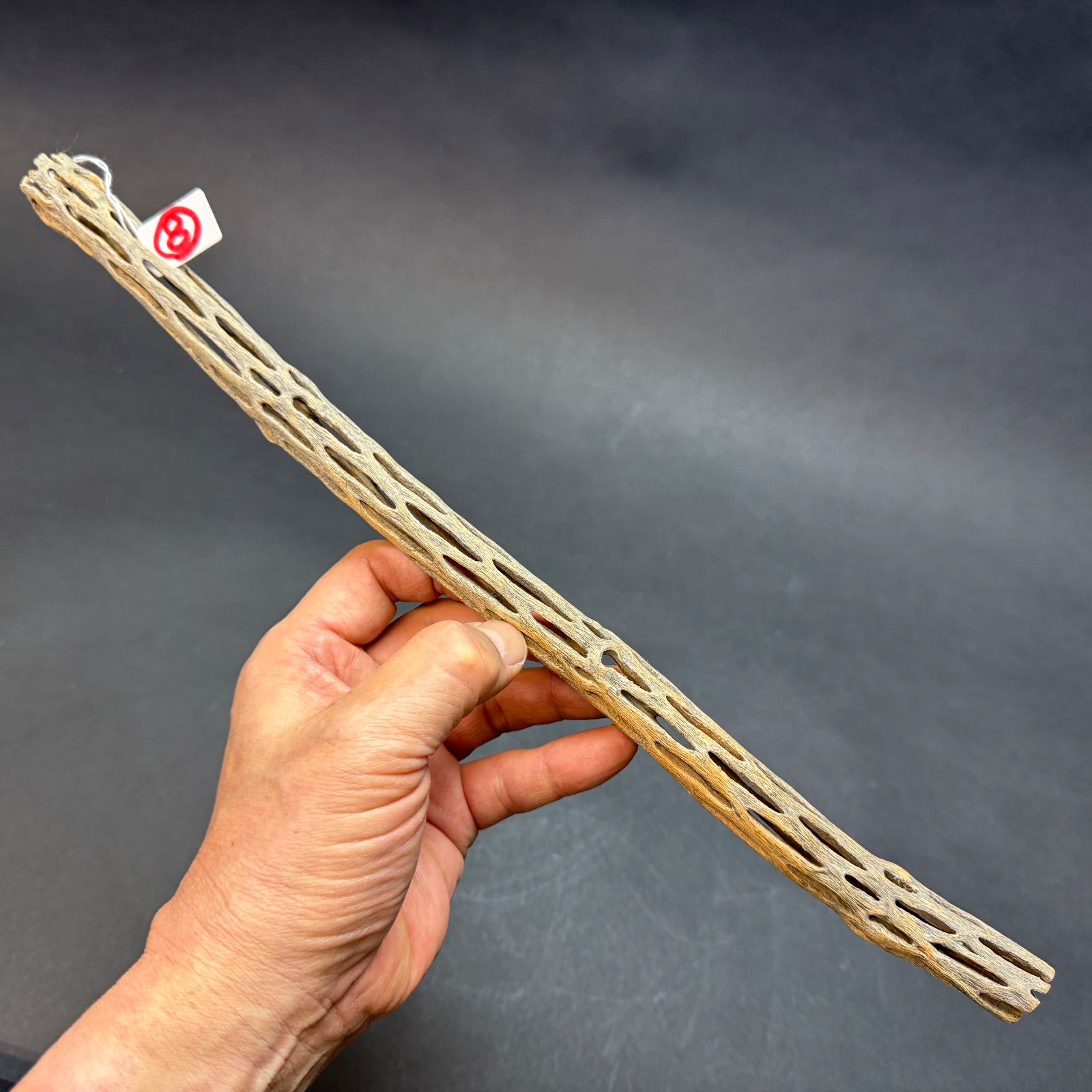 現品販売No.8＊ ミニカクタススケルトン＊ 最大H高:36.5cm / 最大W幅