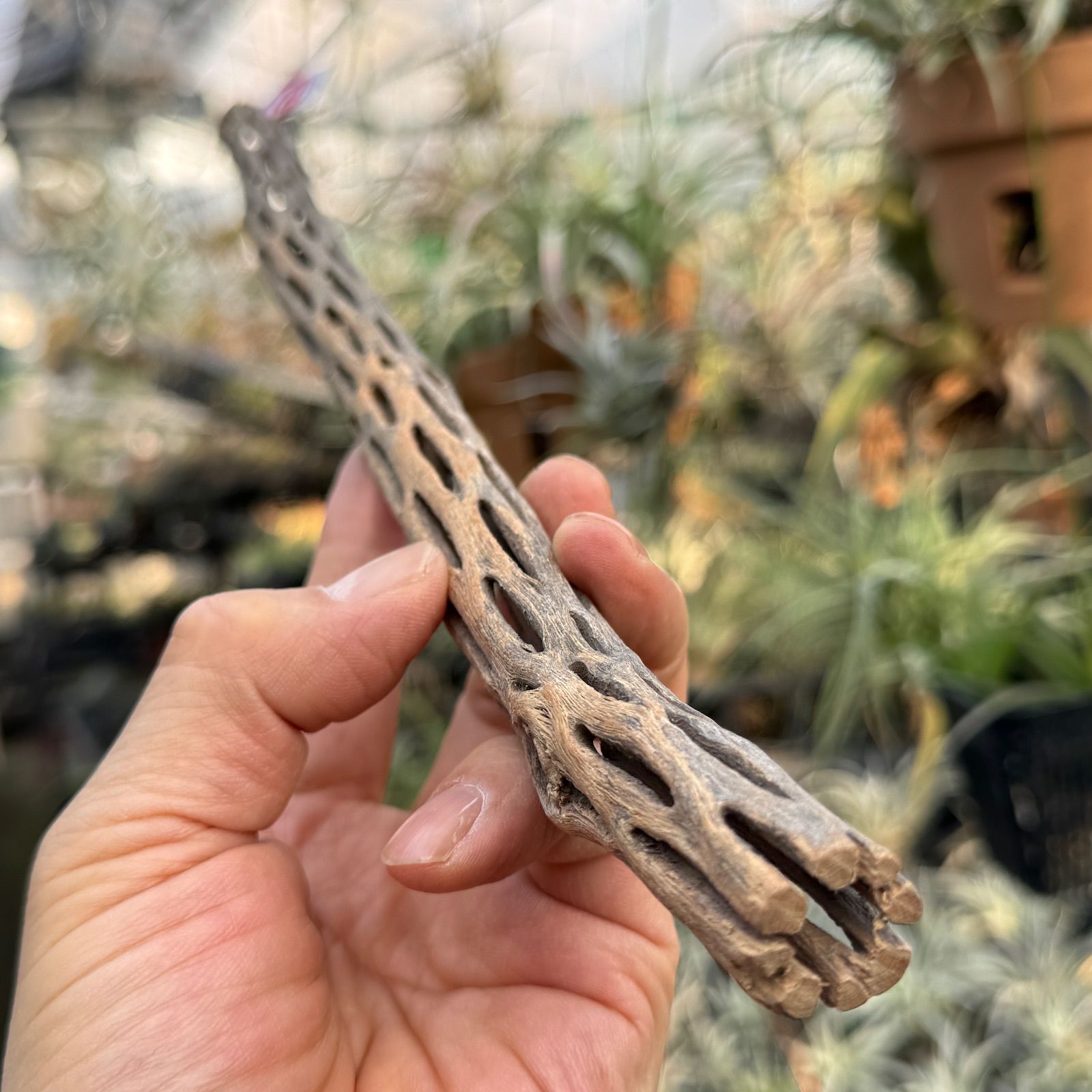 現品販売No.8＊ ミニカクタススケルトン＊ 最大H高:36.5cm / 最大W幅