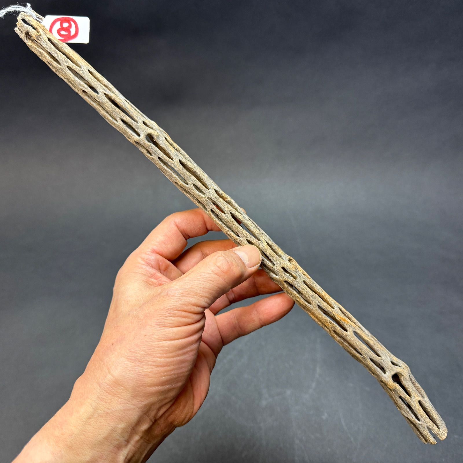 現品販売No.8＊ ミニカクタススケルトン＊ 最大H高:36.5cm / 最大W幅