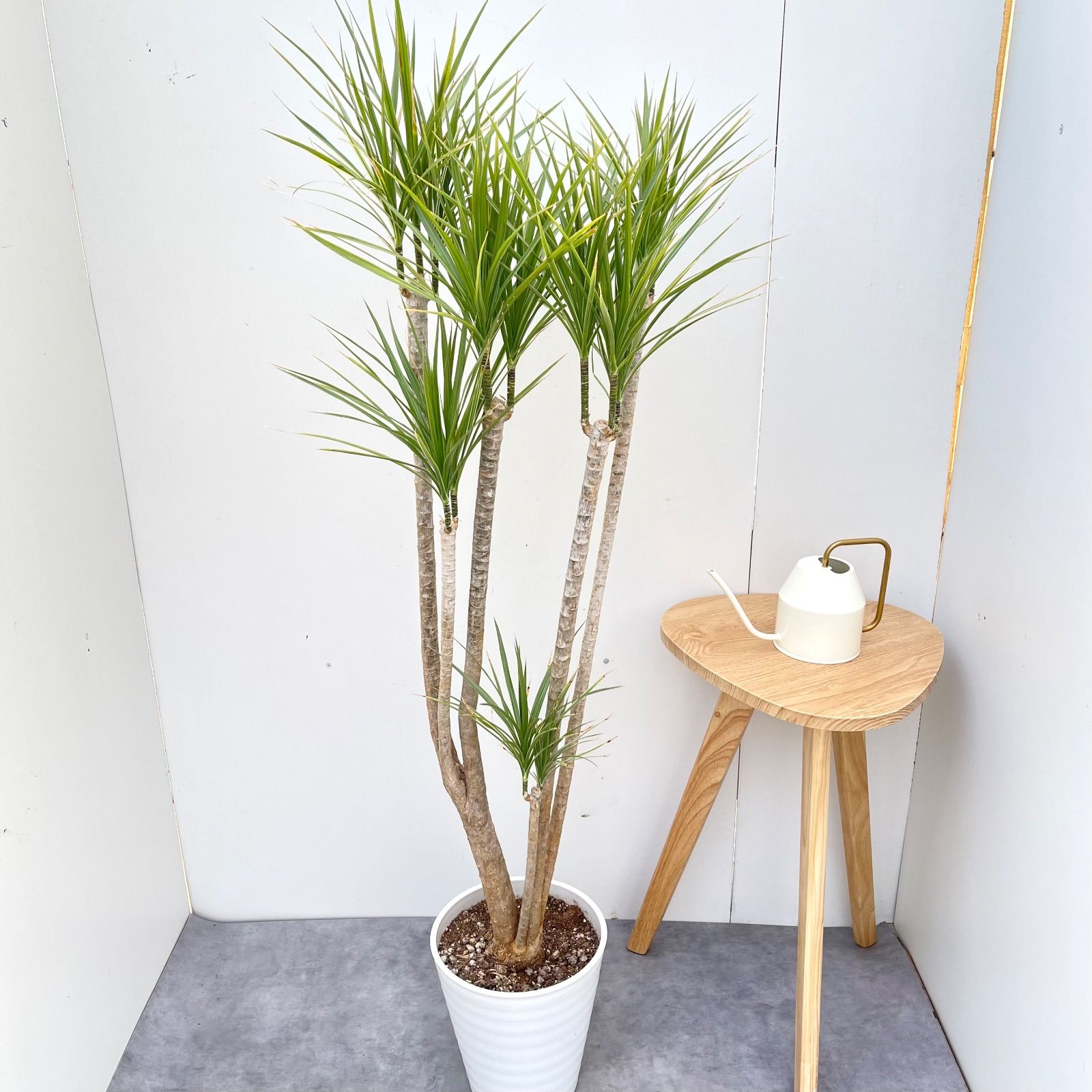 ドラセナ コンシンネ ホワイボリー 3 現品 観葉植物 室内 大型