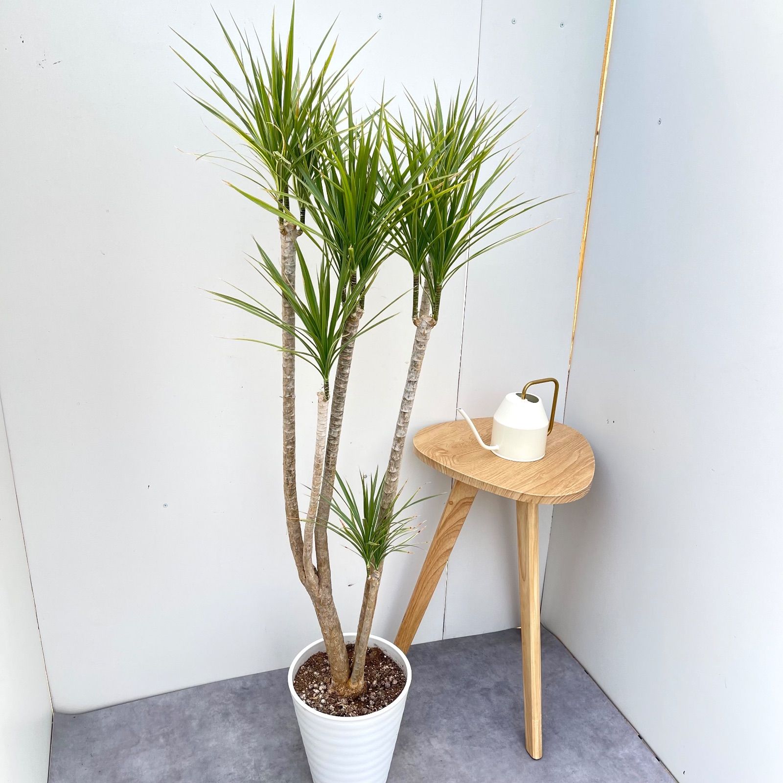 ドラセナ コンシンネ ホワイボリー 3 現品 観葉植物 室内 大型