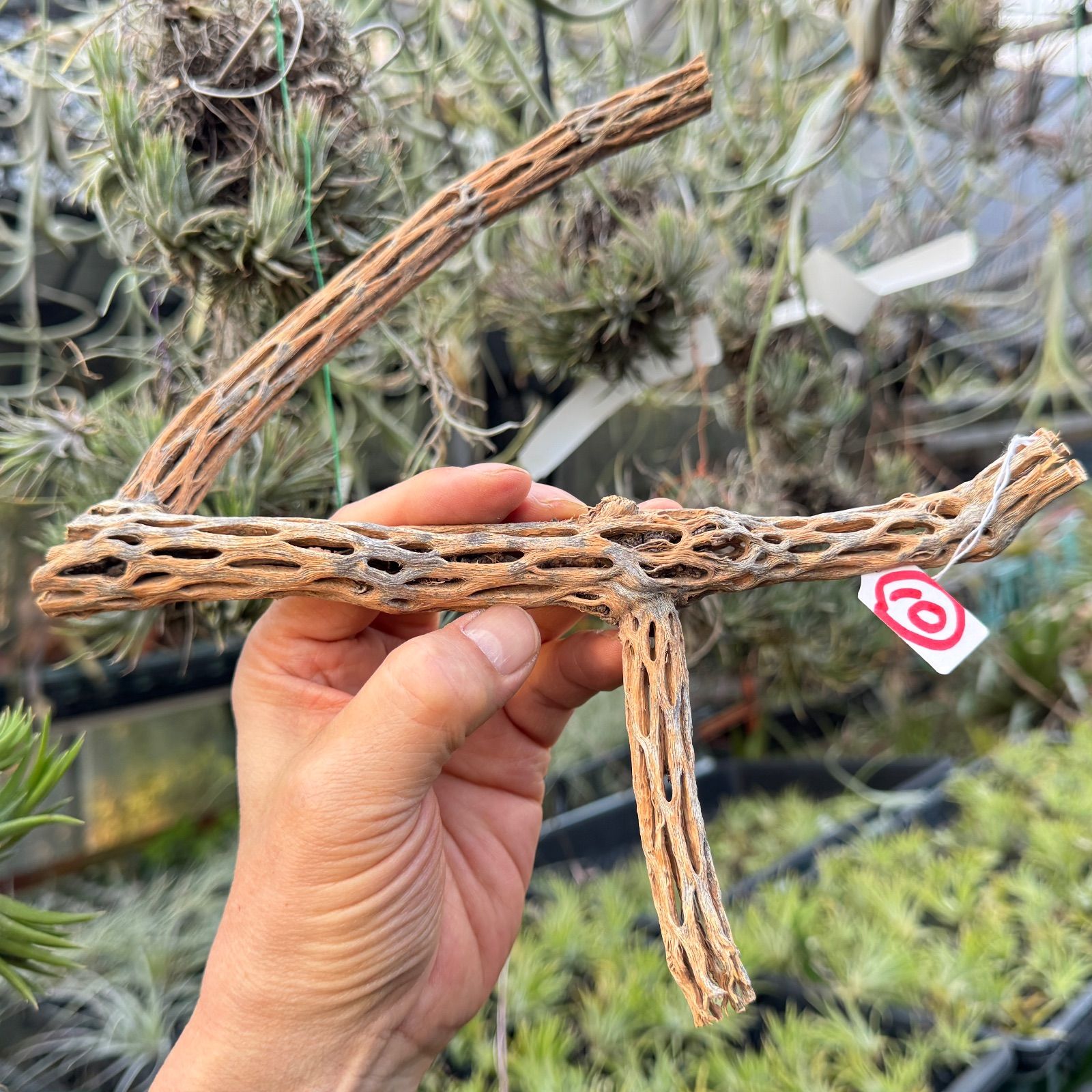 みわちゃん　カクタス　スケルトン　パーチ　おまとめ６本 みわちゃん カクタス スケルトン パーチ おまとめ6本 鳥用品 止まり木